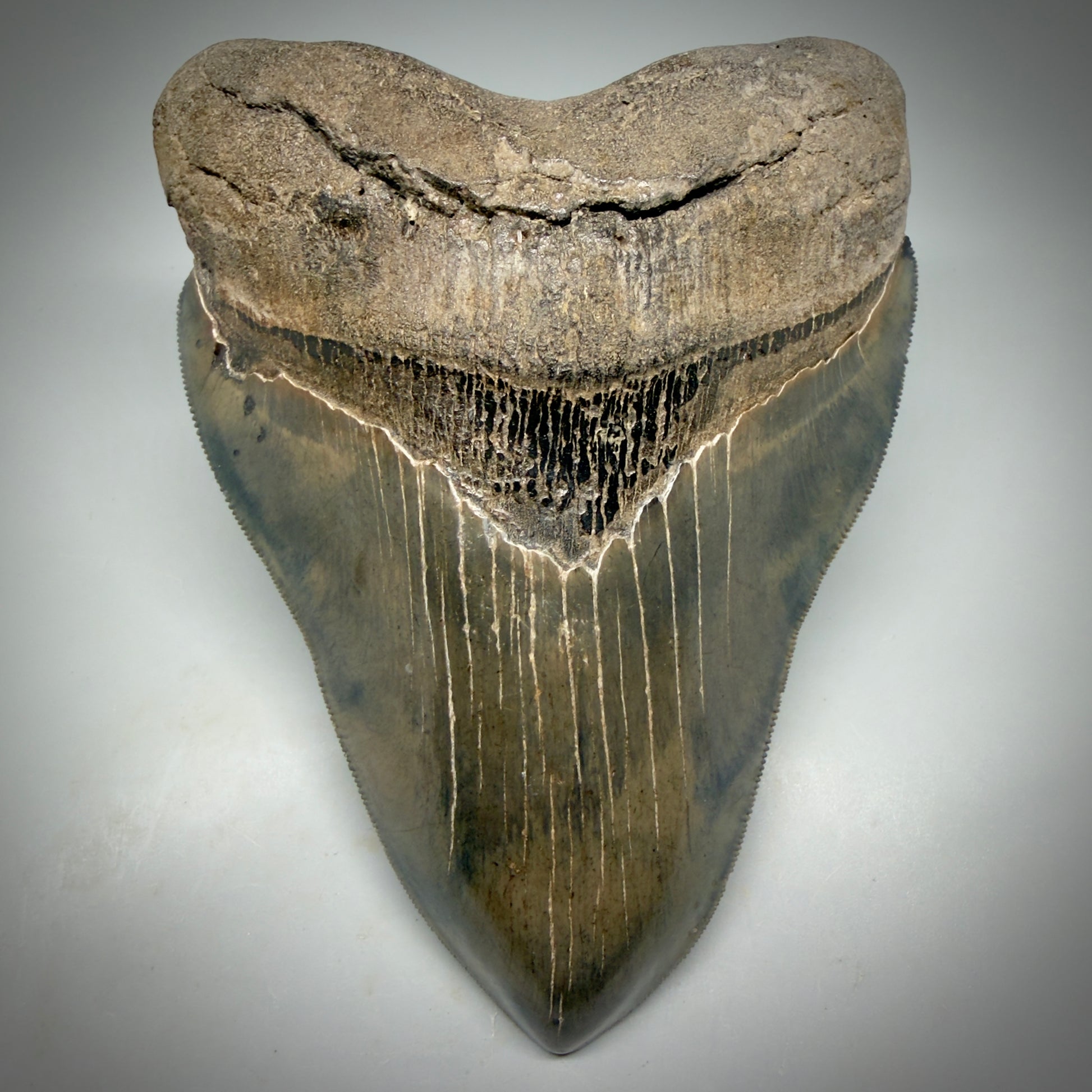 Front View Gem, large 5.46" Fossil Megalodon Shark Tooth - Georgia - Collector's Quality CM6157 - 2