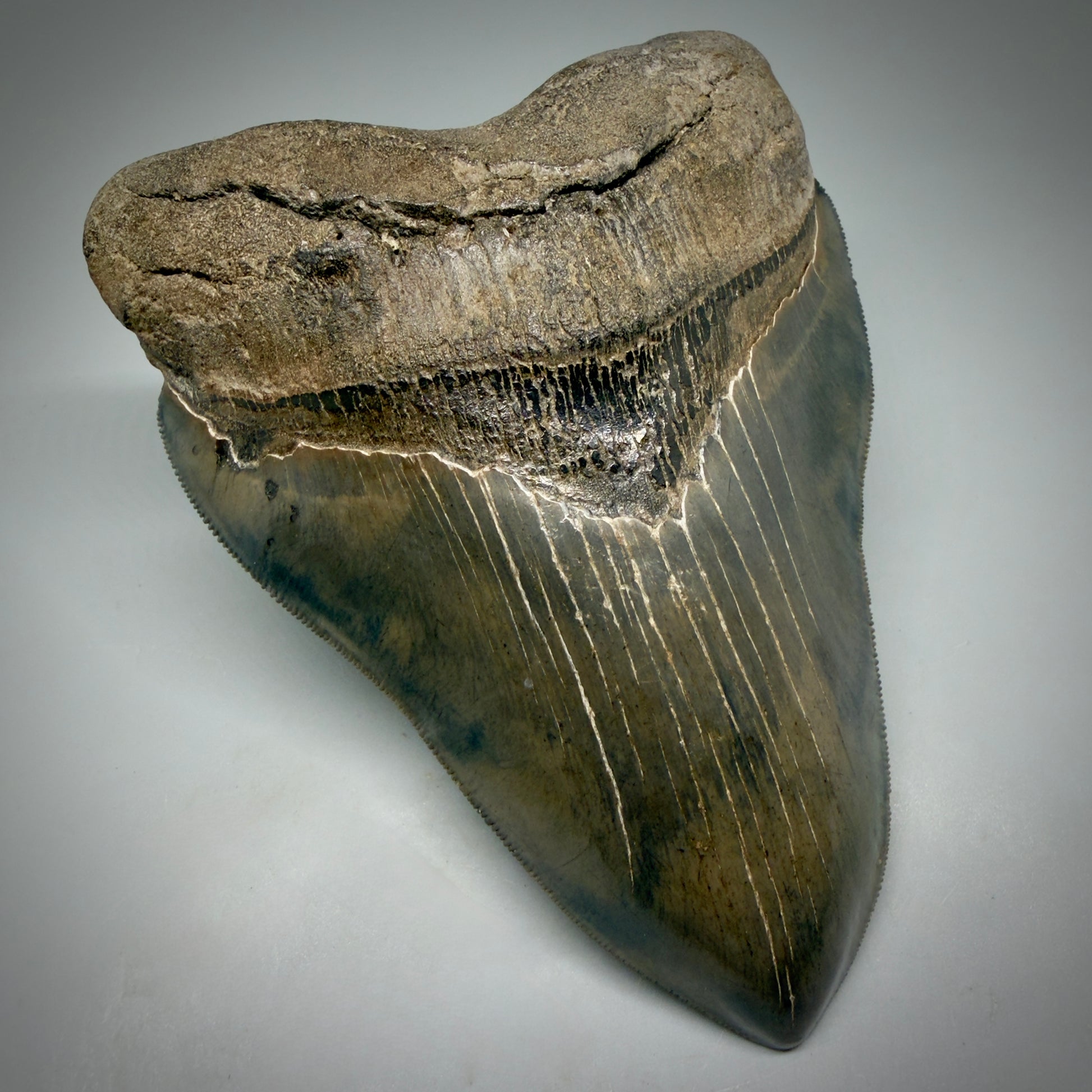 Front Left View Gem, large 5.46" Fossil Megalodon Shark Tooth - Georgia - Collector's Quality CM6157
