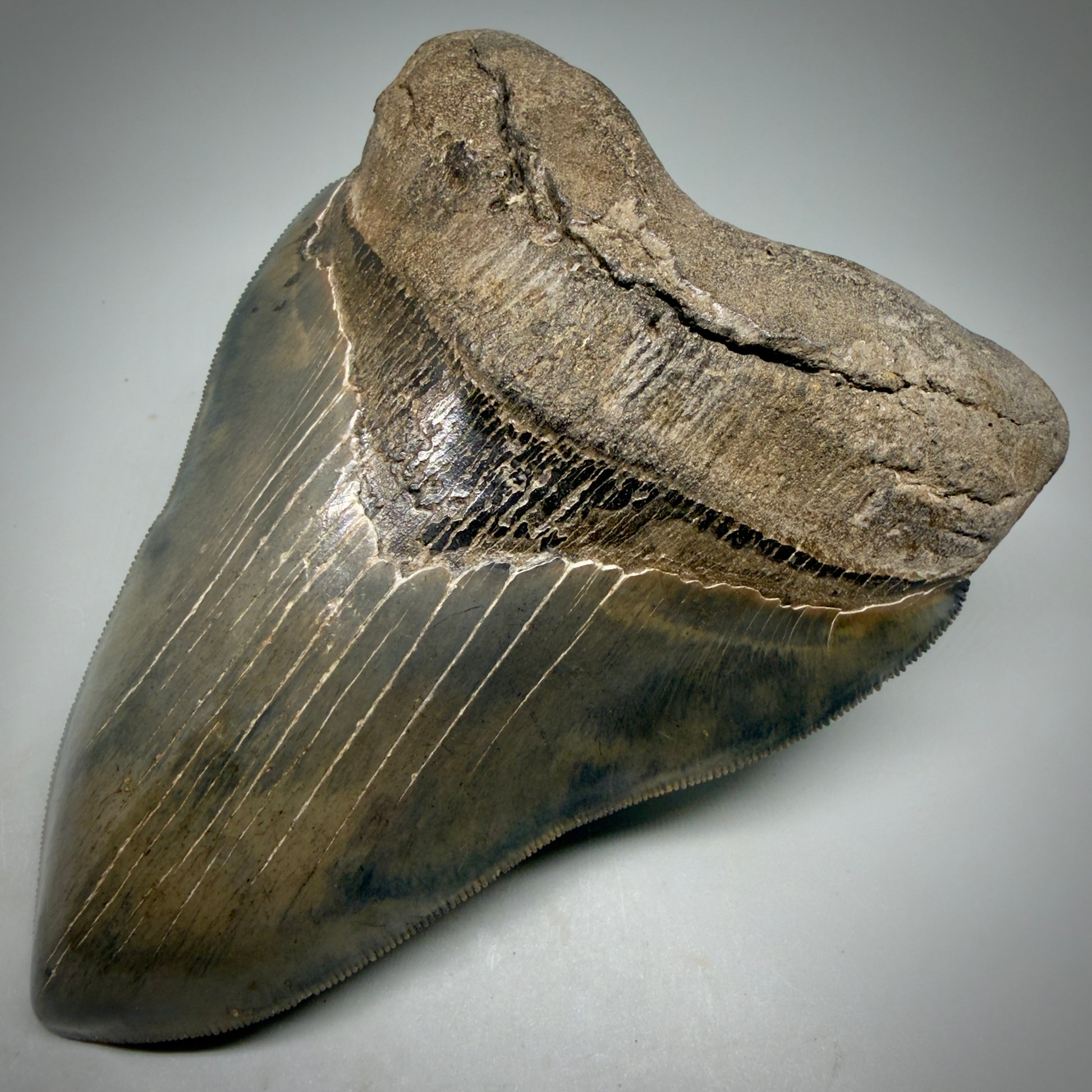 Front Right View Gem, large 5.46" Fossil Megalodon Shark Tooth - Georgia - Collector's Quality CM6157