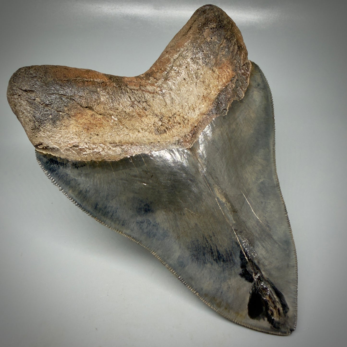 Back Left View Gem, large 5.46" Fossil Megalodon Shark Tooth - Georgia - Collector's Quality CM6157