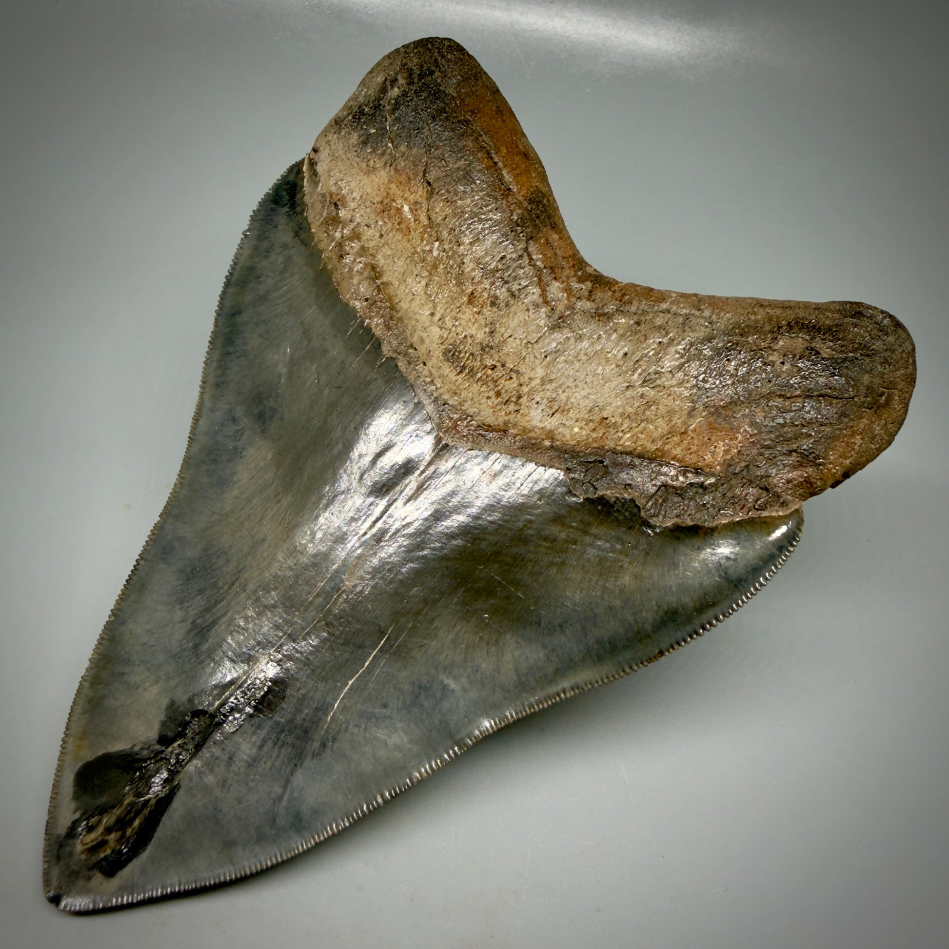 Back Right View Gem, large 5.46" Fossil Megalodon Shark Tooth - Georgia - Collector's Quality CM6157