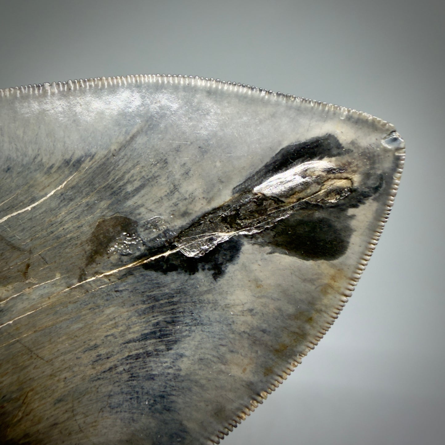 Tip Detail View Gem, large 5.46" Fossil Megalodon Shark Tooth - Georgia - Collector's Quality CM6157 - 1