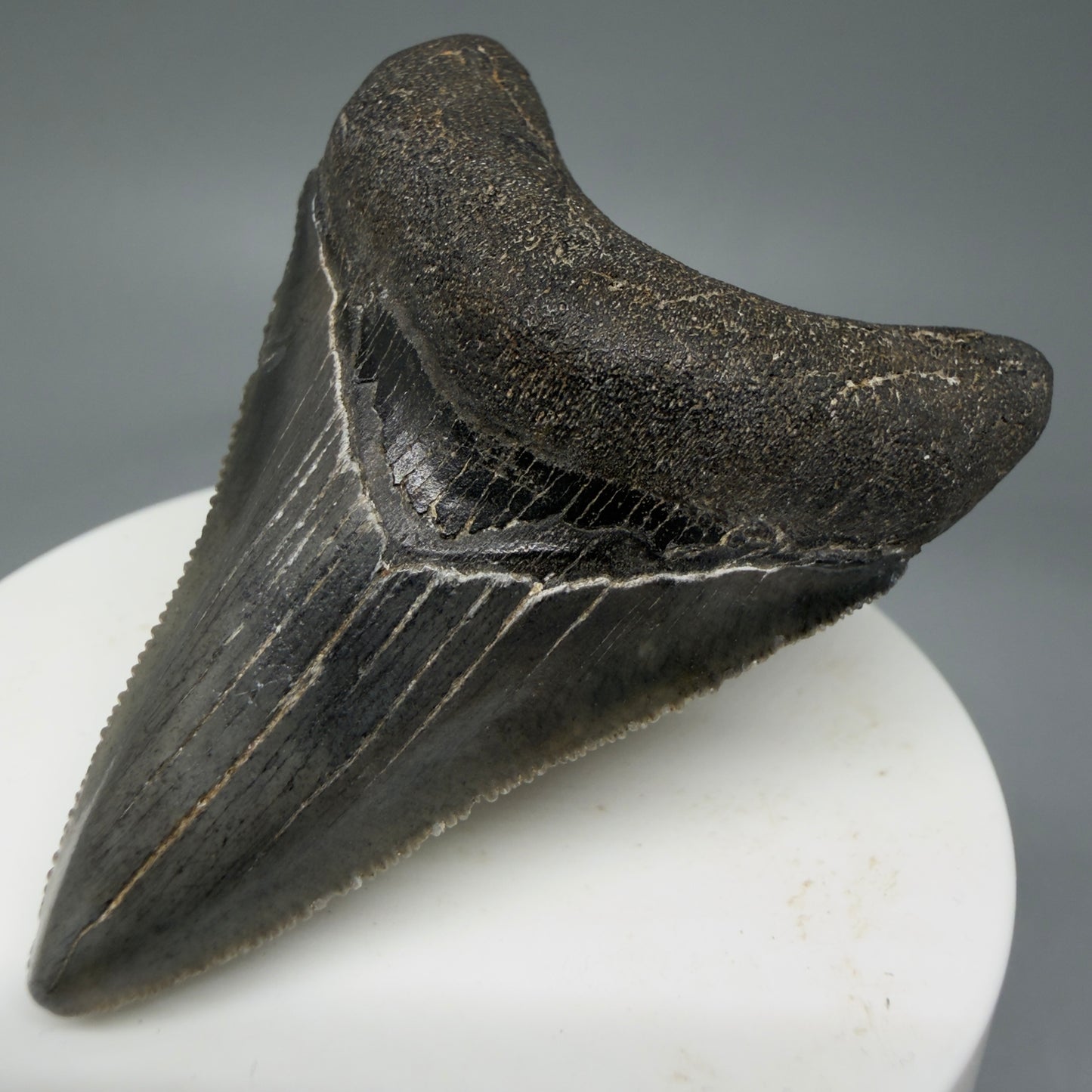 Front Right View 2.38" Colorful Fossil Megalodon Tooth – South Carolina River Find | Authentic Megalodon Tooth CM5801