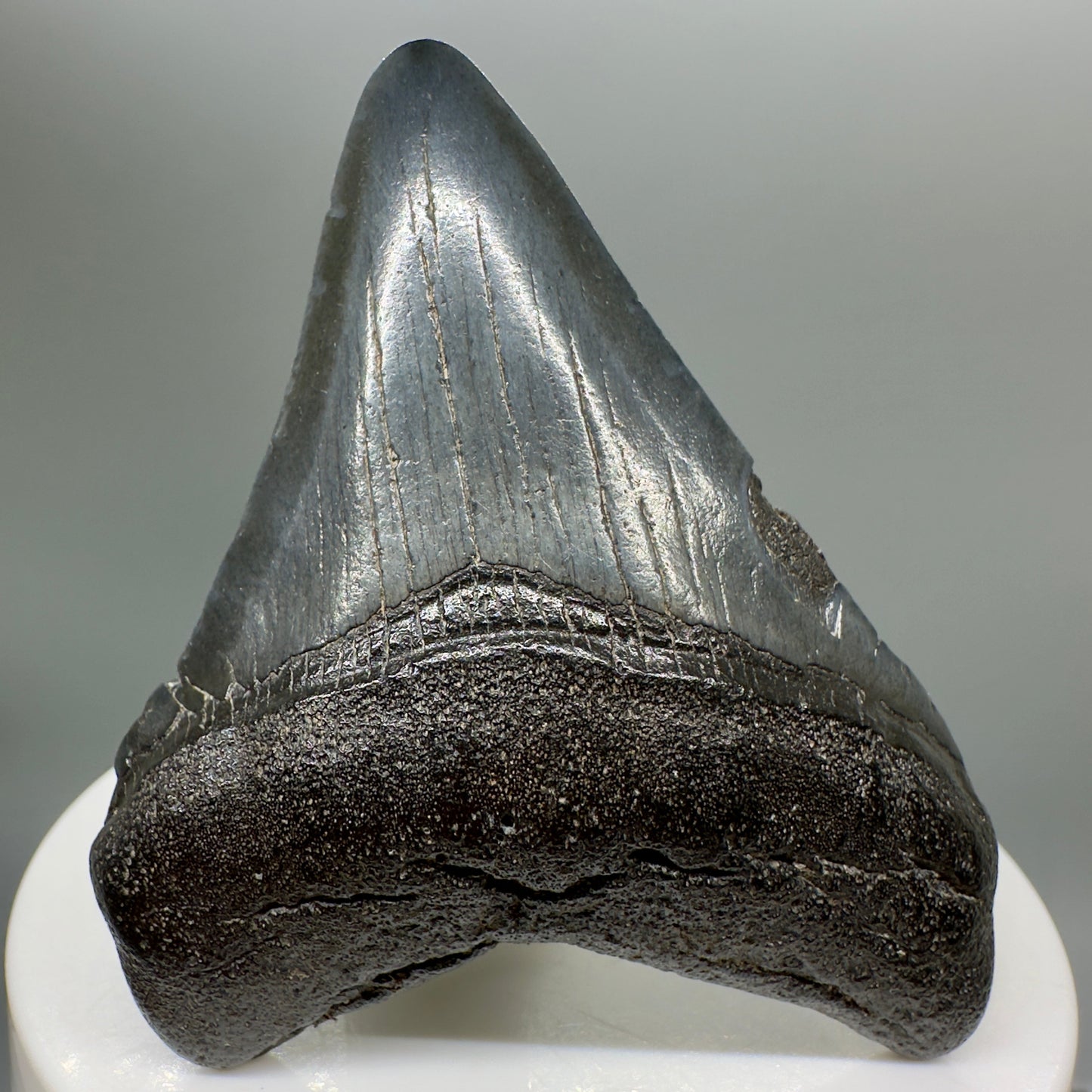 Dark Colors 2.43" Fossil Megalodon Tooth from South Carolina MJ141 - Front
