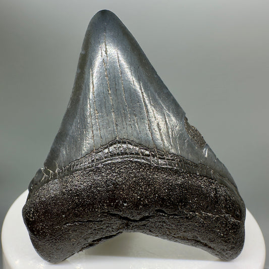 Dark Colors 2.43" Fossil Megalodon Tooth from South Carolina MJ141 - Front
