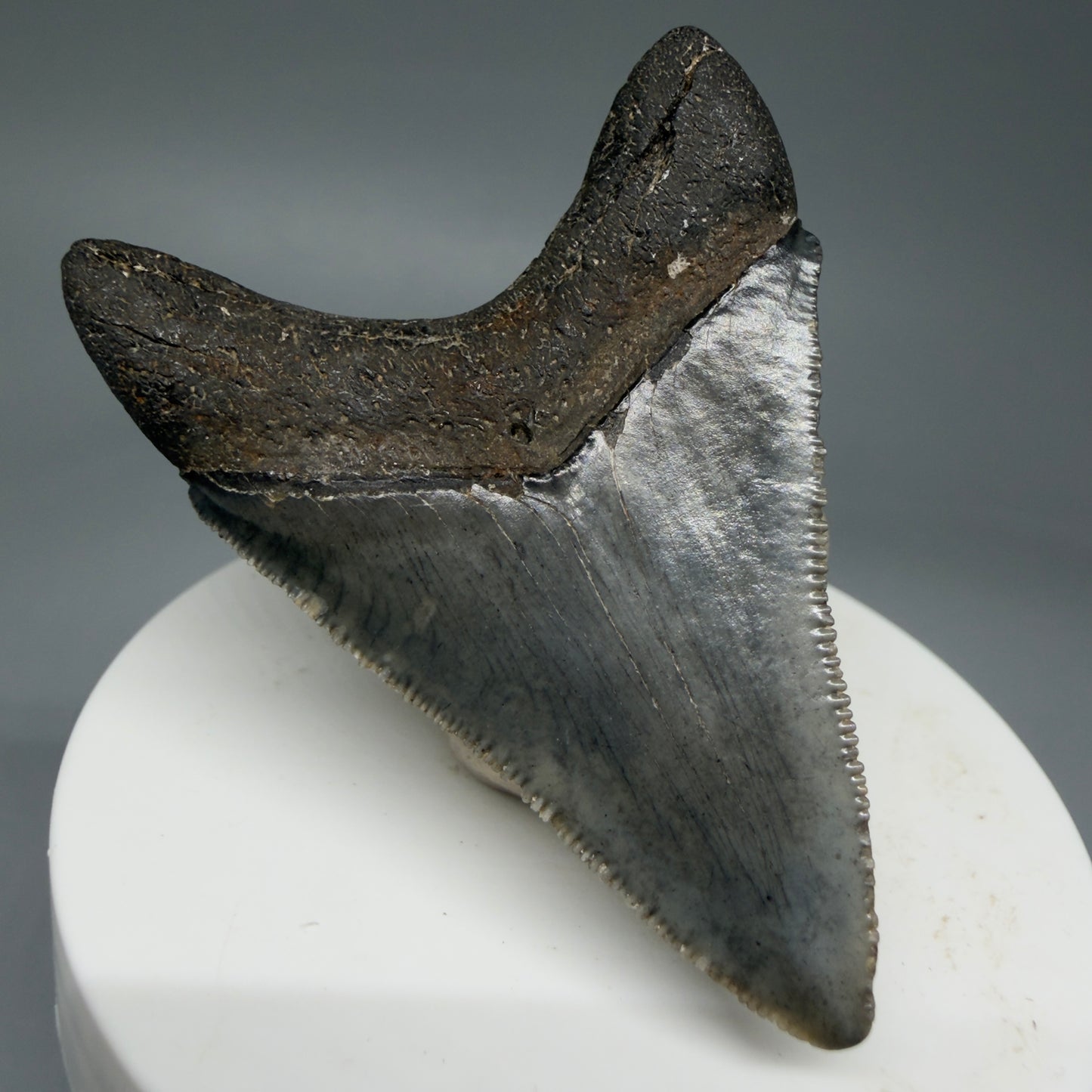 Back Left View 2.38" Colorful Fossil Megalodon Tooth – South Carolina River Find | Authentic Megalodon Tooth CM5801