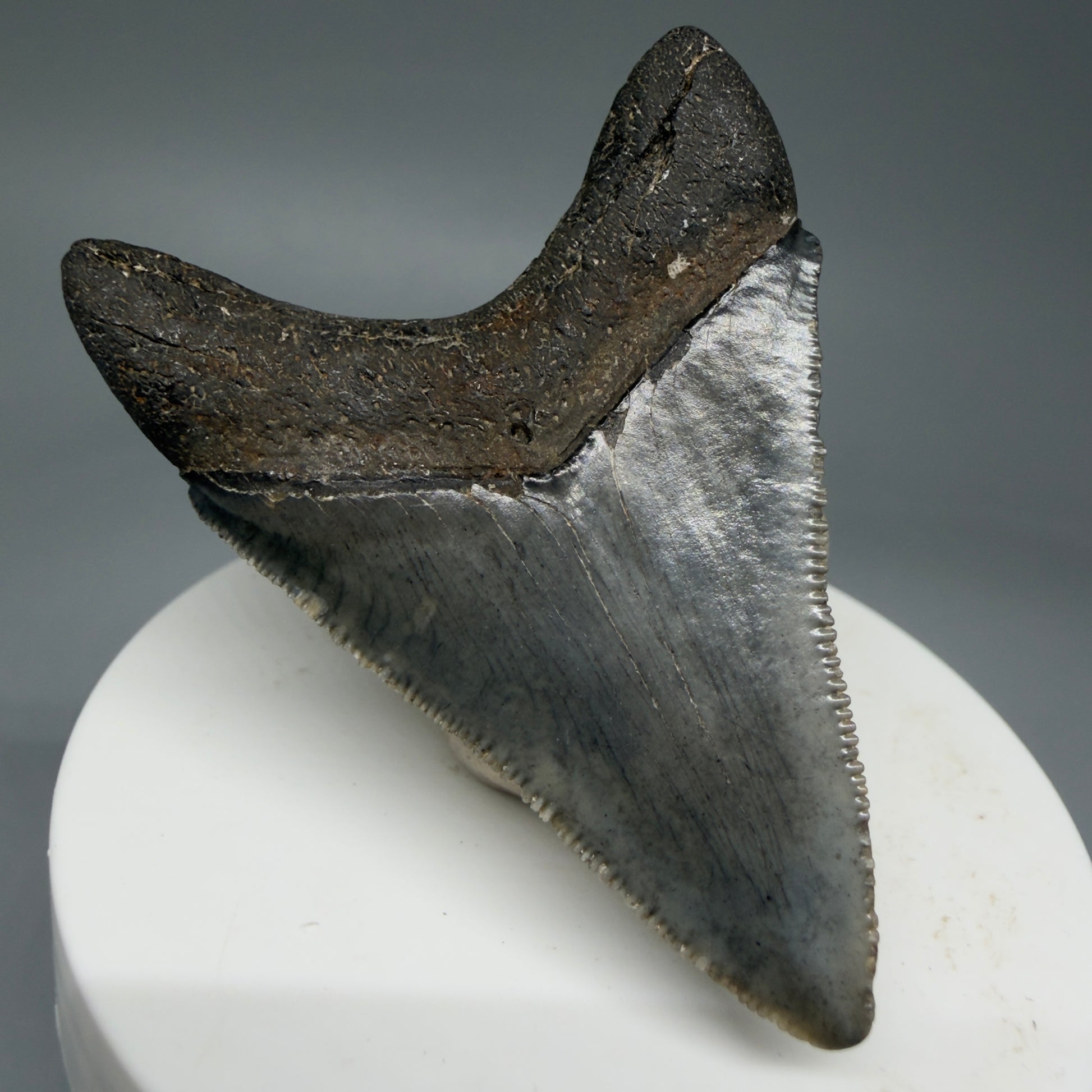 Back Left View 2.38" Colorful Fossil Megalodon Tooth – South Carolina River Find | Authentic Megalodon Tooth CM5801