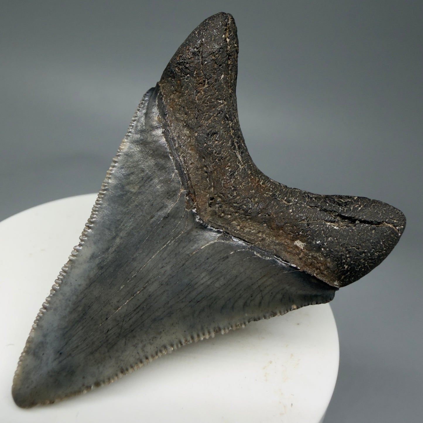 Back Right View 2.38" Colorful Fossil Megalodon Tooth – South Carolina River Find | Authentic Megalodon Tooth CM5801