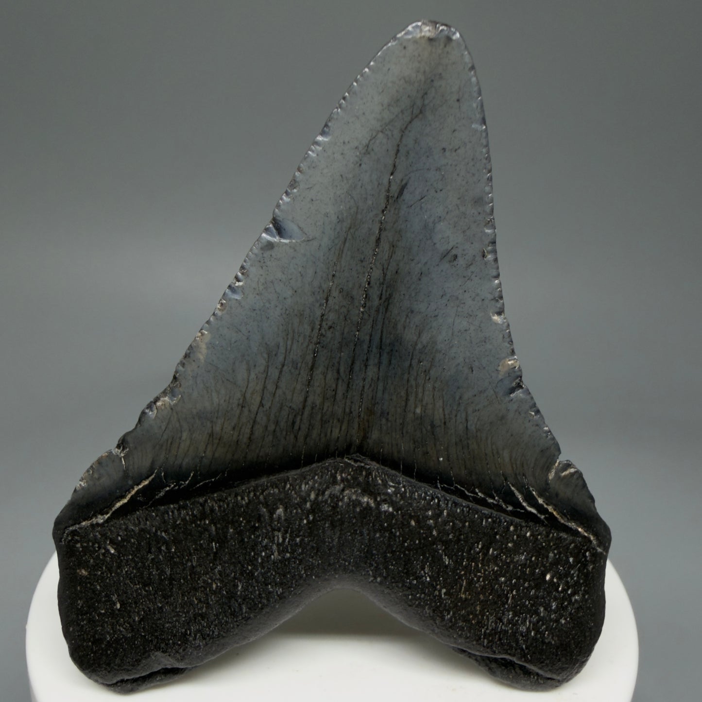 Back View 2.68" Colorful Fossil Megalodon Tooth – South Carolina River Find | Authentic Megalodon Tooth CM5806
