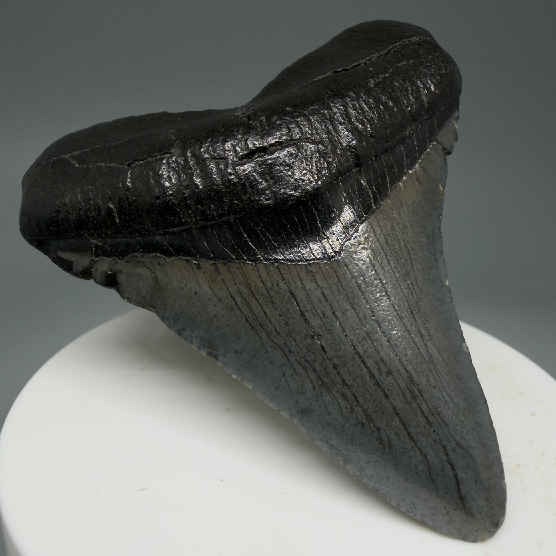 Front Left View 2.68" Colorful Fossil Megalodon Tooth – South Carolina River Find | Authentic Megalodon Tooth CM5806