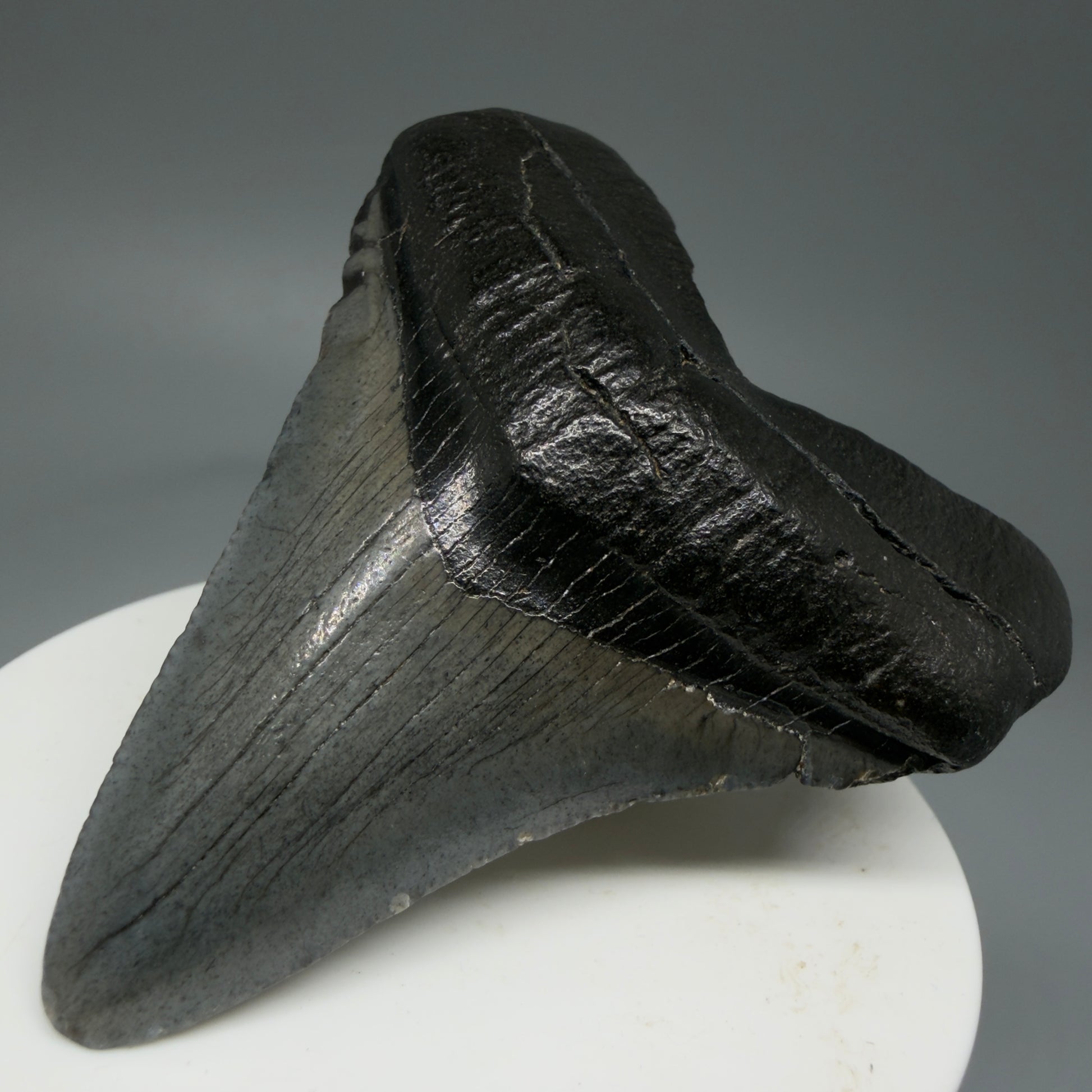Front Right View 2.68" Colorful Fossil Megalodon Tooth – South Carolina River Find | Authentic Megalodon Tooth CM5806