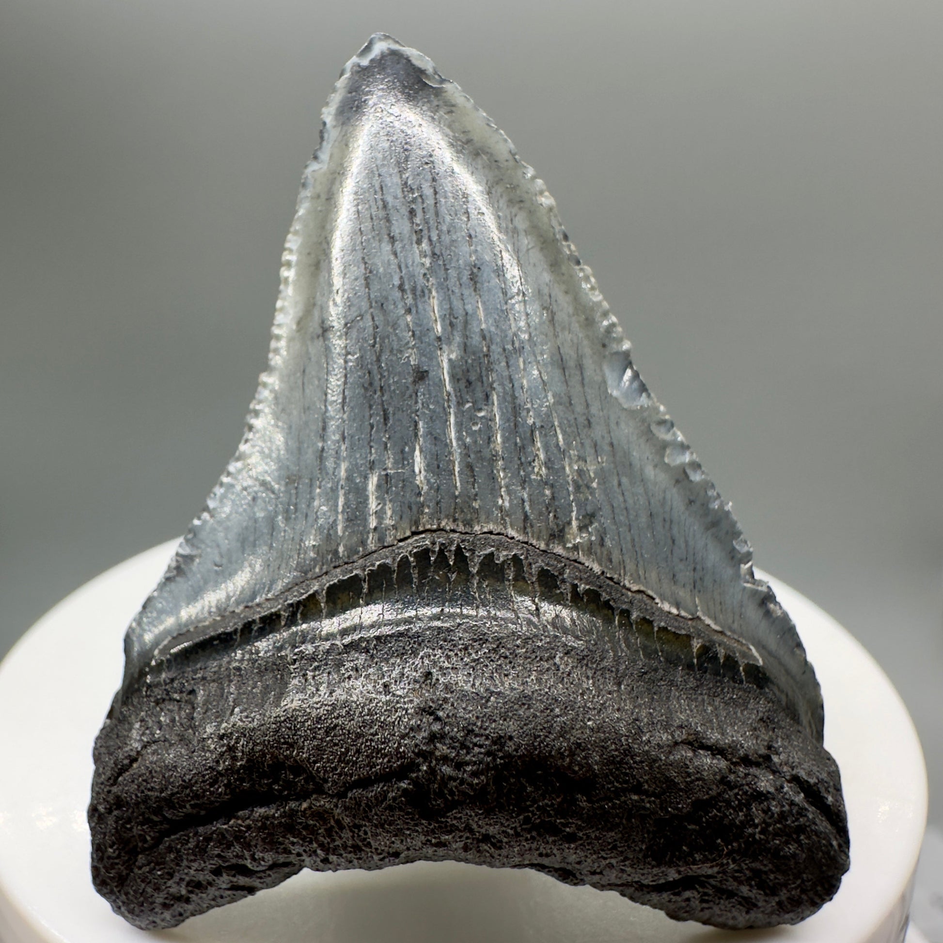 Grey, serrated 2.05" Fossil Megalodon Tooth from South Carolina MJ138 - Front