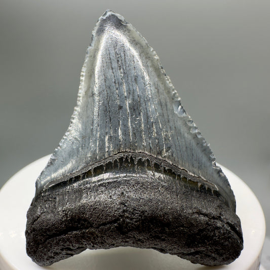 Grey, serrated 2.05" Fossil Megalodon Tooth from South Carolina MJ138 - Front