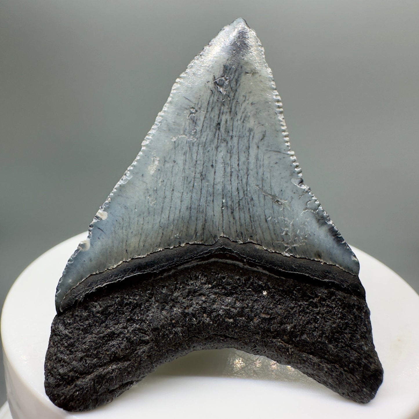 Grey, serrated 2.05" Fossil Megalodon Tooth from South Carolina MJ138 - Back