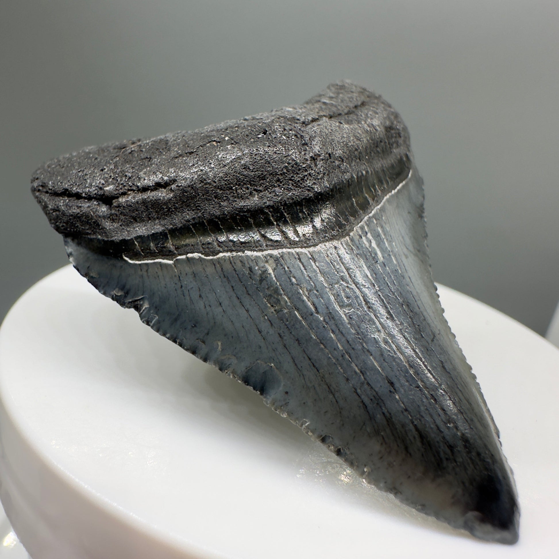 Grey, serrated 2.05" Fossil Megalodon Tooth from South Carolina MJ138 - Front Left