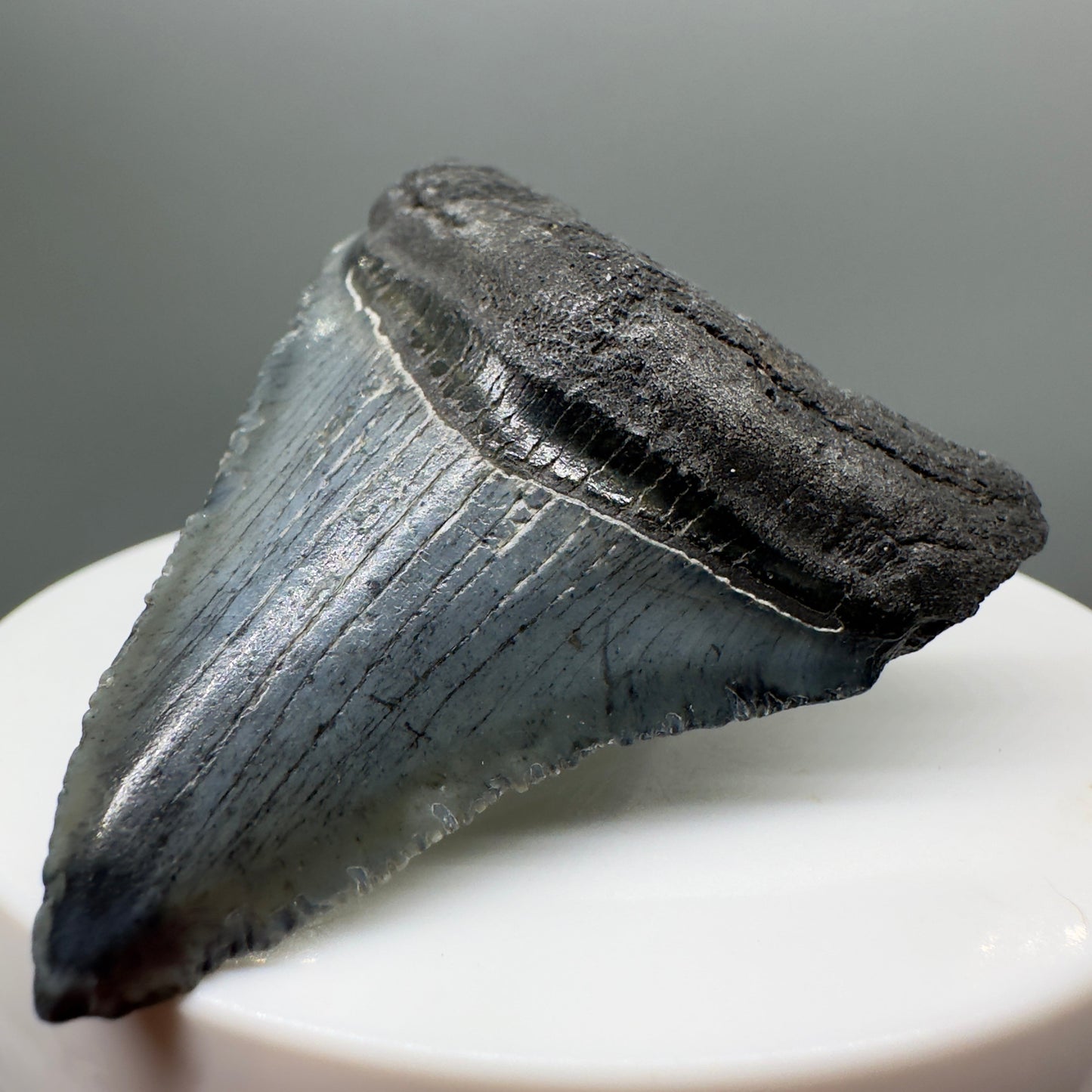 Grey, serrated 2.05" Fossil Megalodon Tooth from South Carolina MJ138 - Front Right