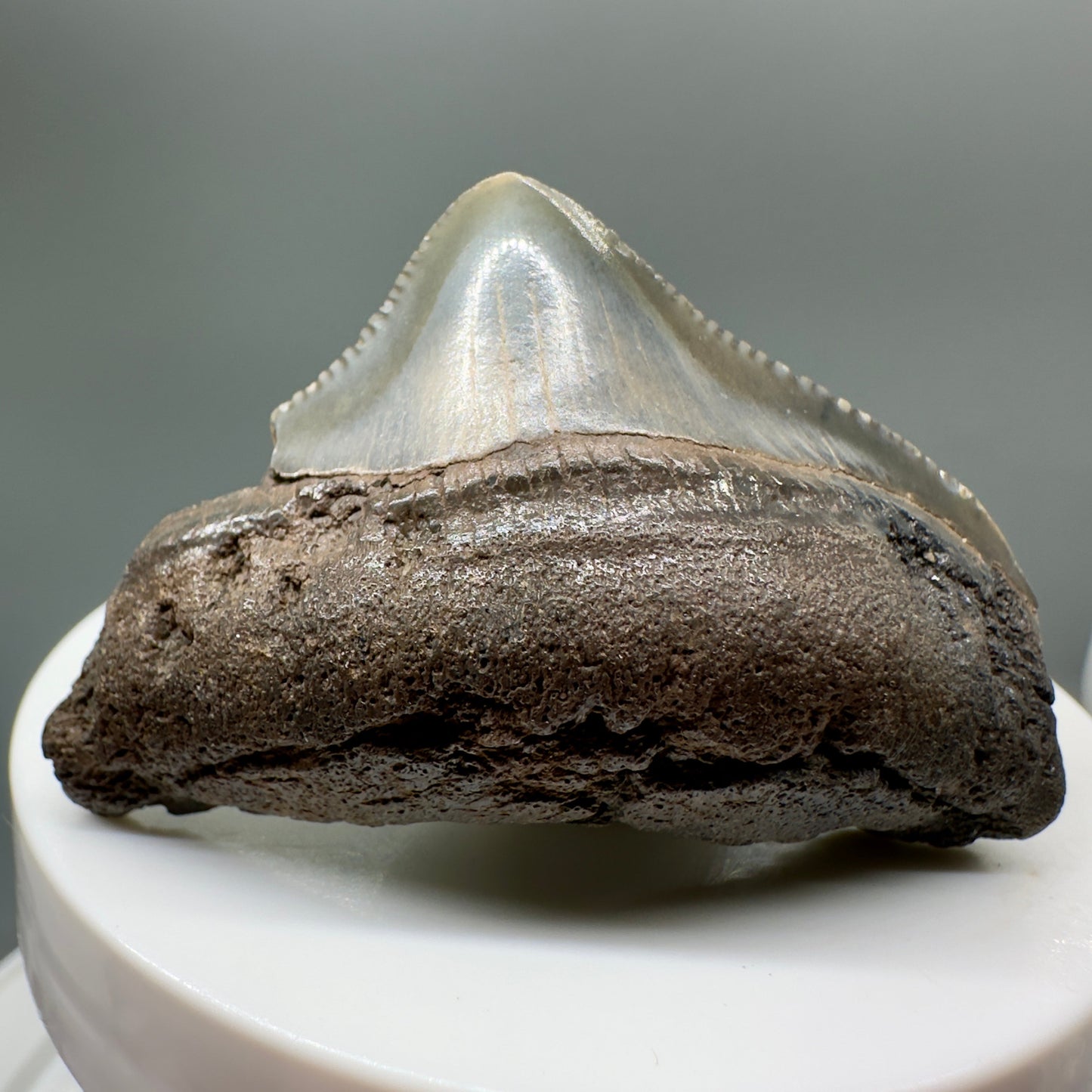 Posterior, serrated 2.07" Fossil Megalodon Tooth from South Carolina MJ139 - Front