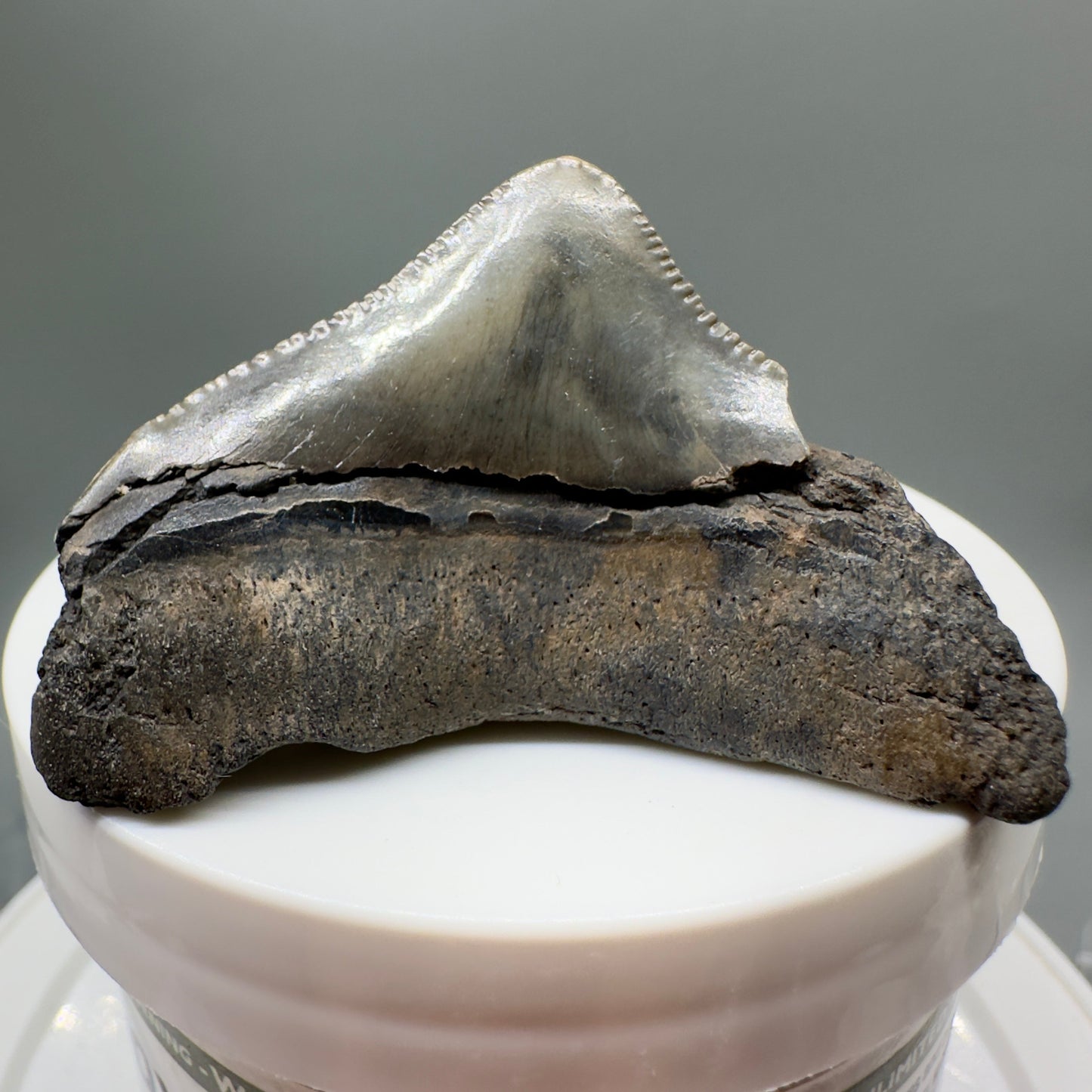 Posterior, serrated 2.07" Fossil Megalodon Tooth from South Carolina MJ139 - Back