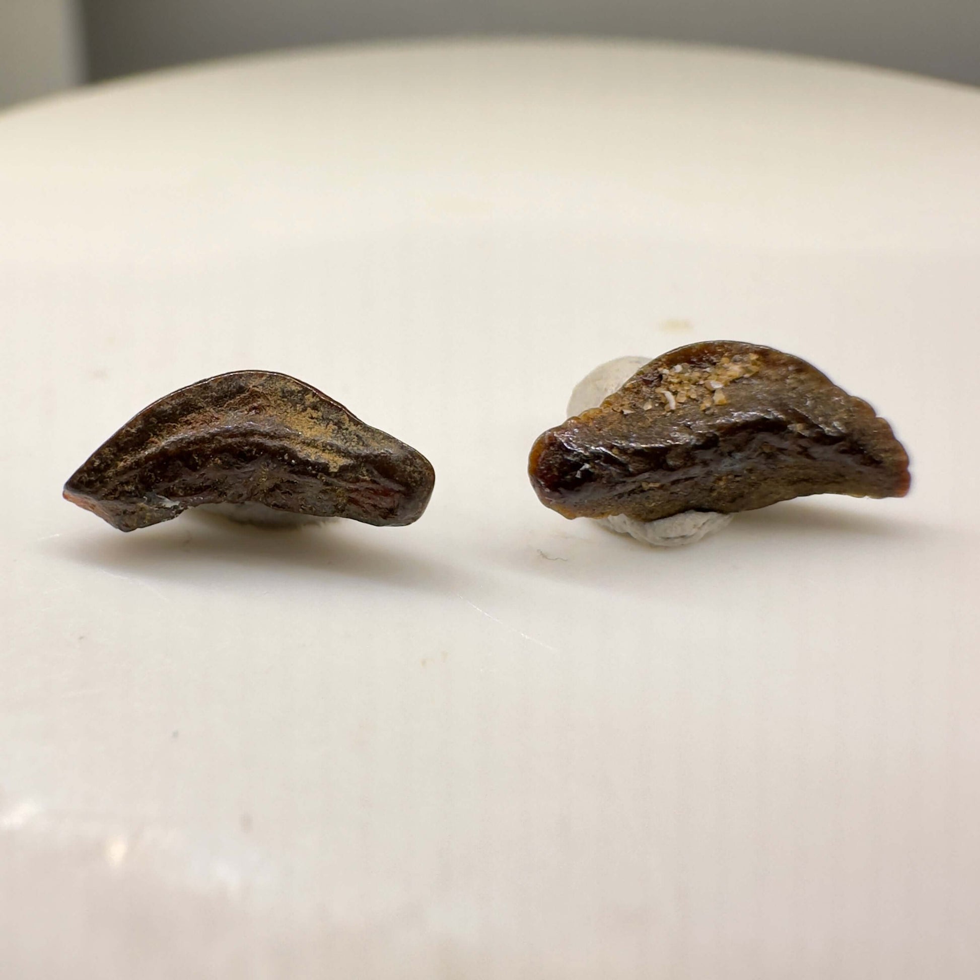 Heterodontus polydictyos - Extinct Bullhead Shark - Kazakhstan - Back