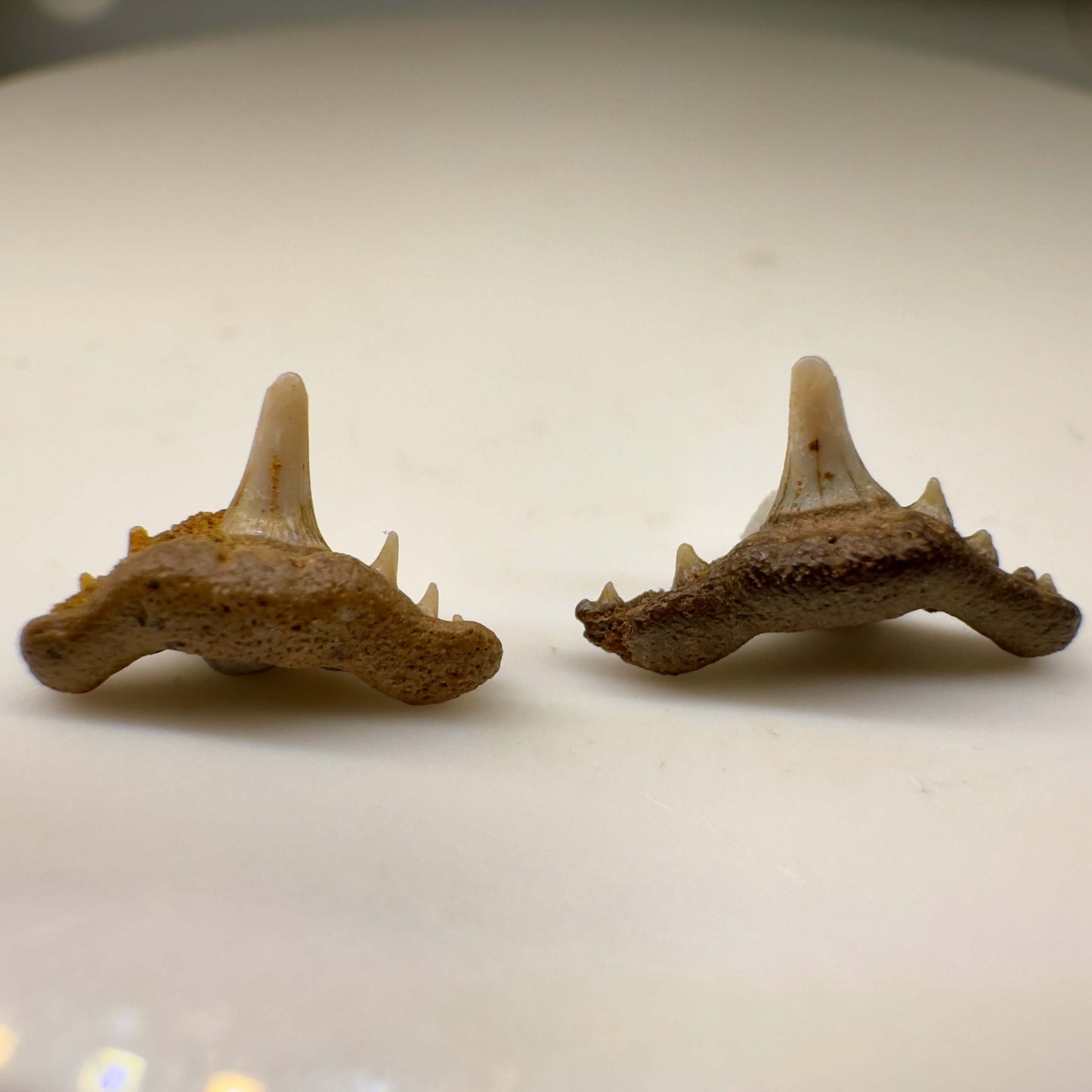 Synechodus lerichei - Kazakhstan - Front