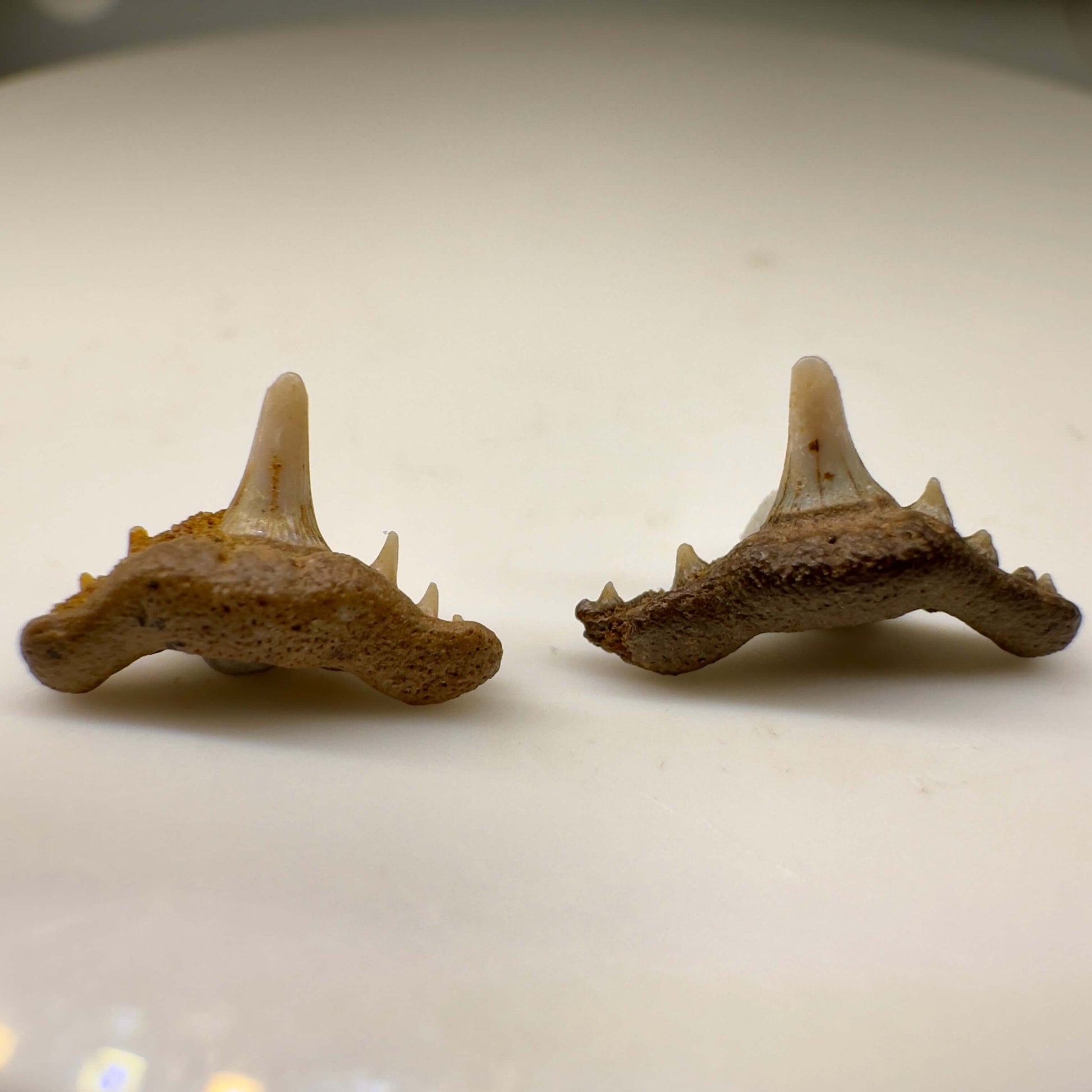 Synechodus lerichei - Kazakhstan - Front