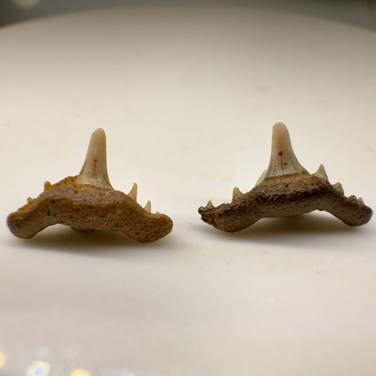 Synechodus lerichei - Kazakhstan - Front