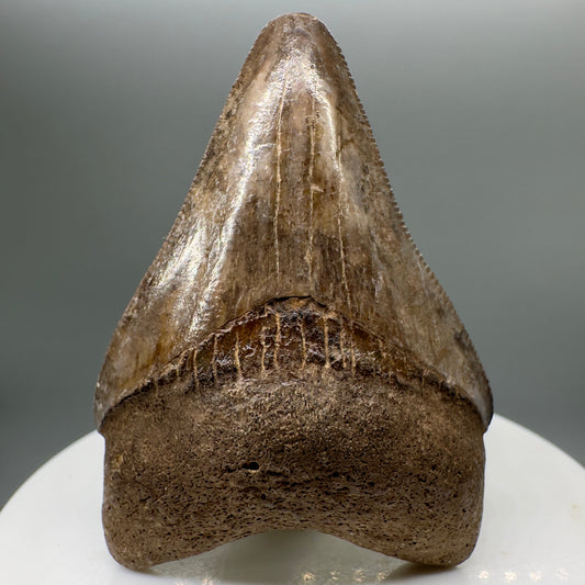 Brown, serrated 2.18" Fossil Megalodon Tooth from Georgia MJ143 - Front