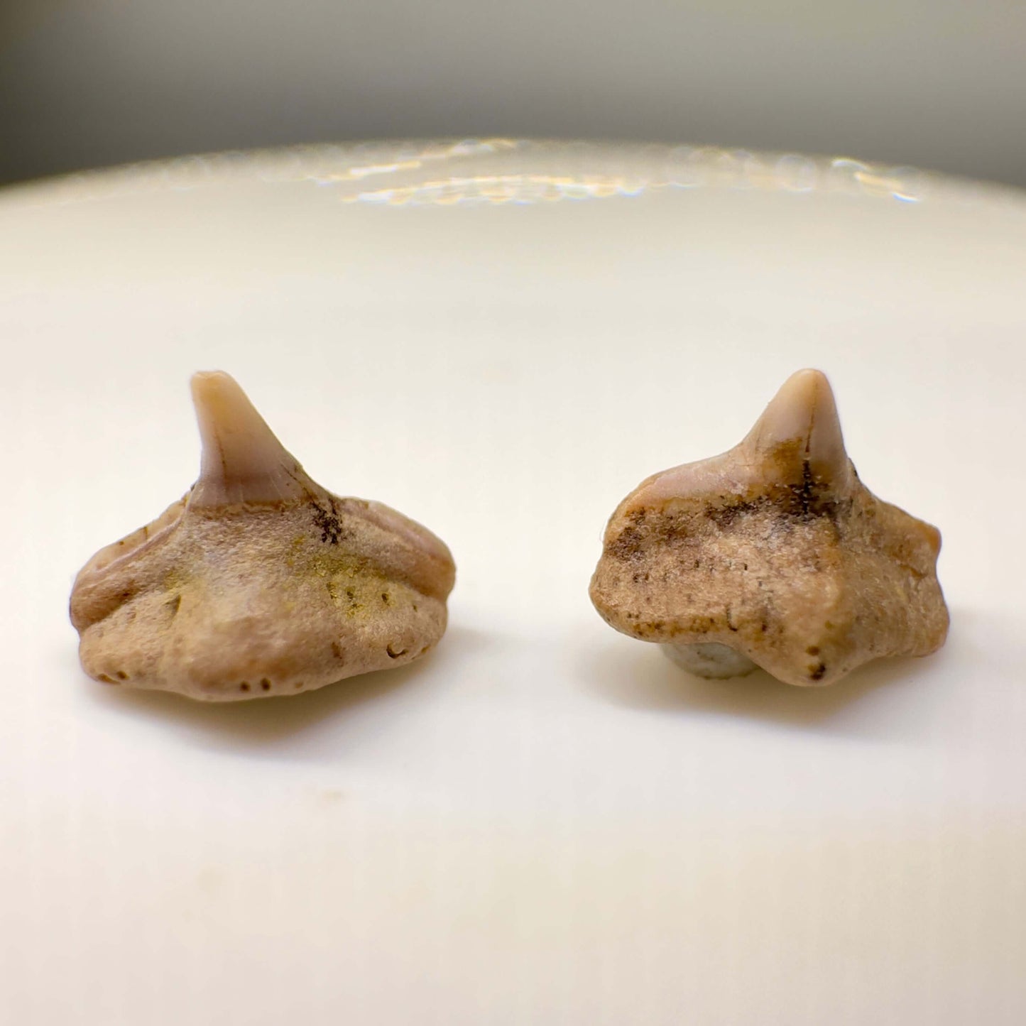 Cretorectolobus olsoni - Extinct Carpet Shark - Kazakhstan - Front
