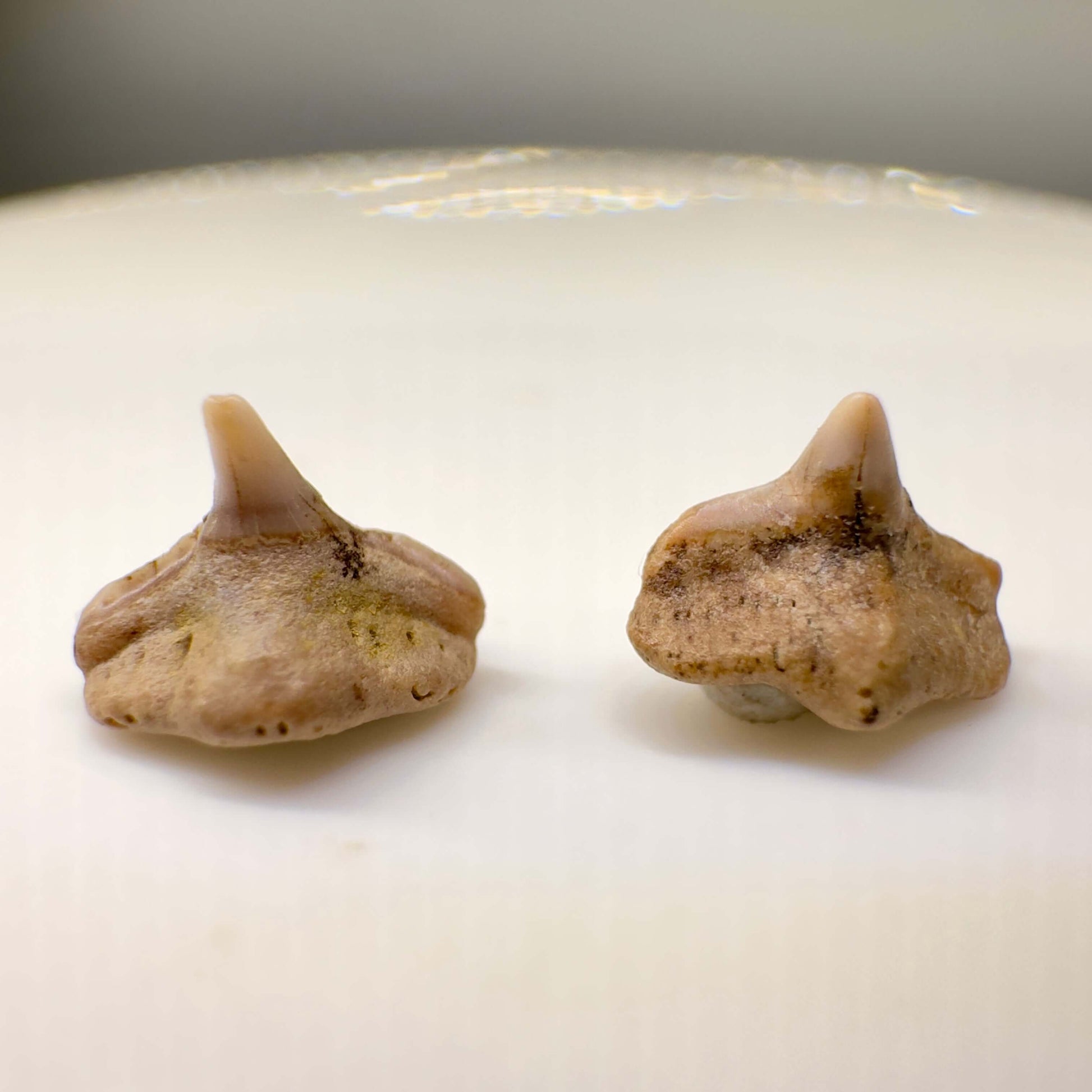 Cretorectolobus olsoni - Extinct Carpet Shark - Kazakhstan - Front