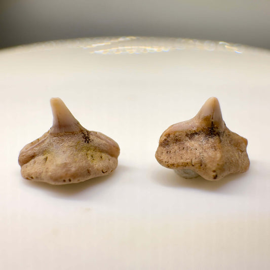 Cretorectolobus olsoni - Extinct Carpet Shark - Kazakhstan - Front
