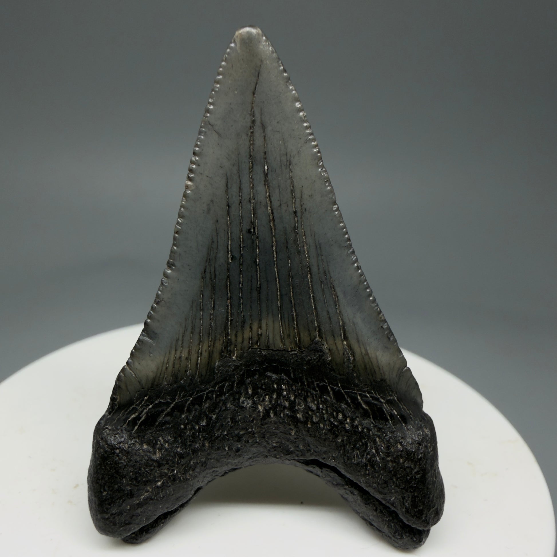 Back View 1.99" Colorful Fossil Megalodon Tooth – South Carolina River Find | Authentic Megalodon Tooth CM5797