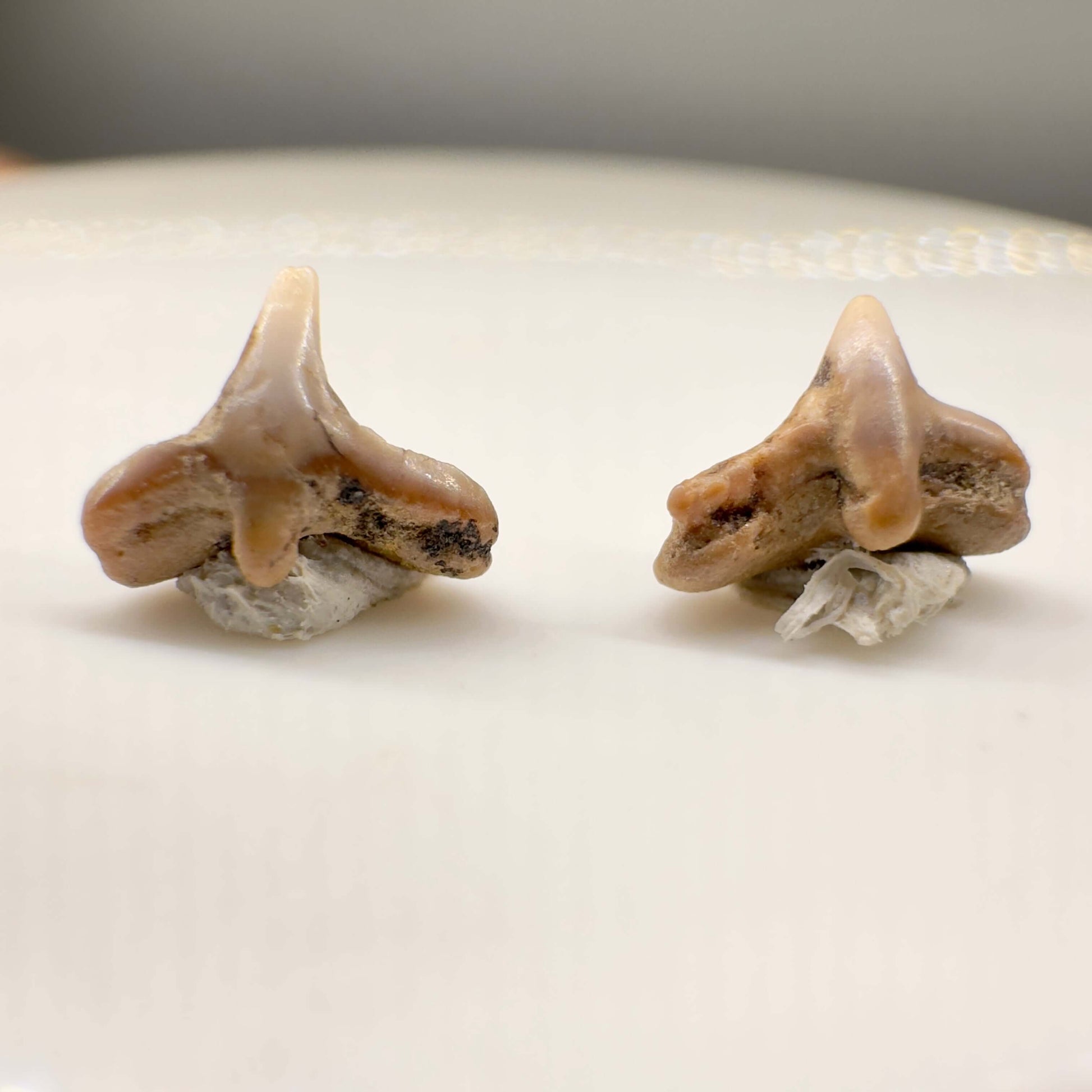 Cretorectolobus olsoni - Extinct Carpet Shark - Kazakhstan - Back