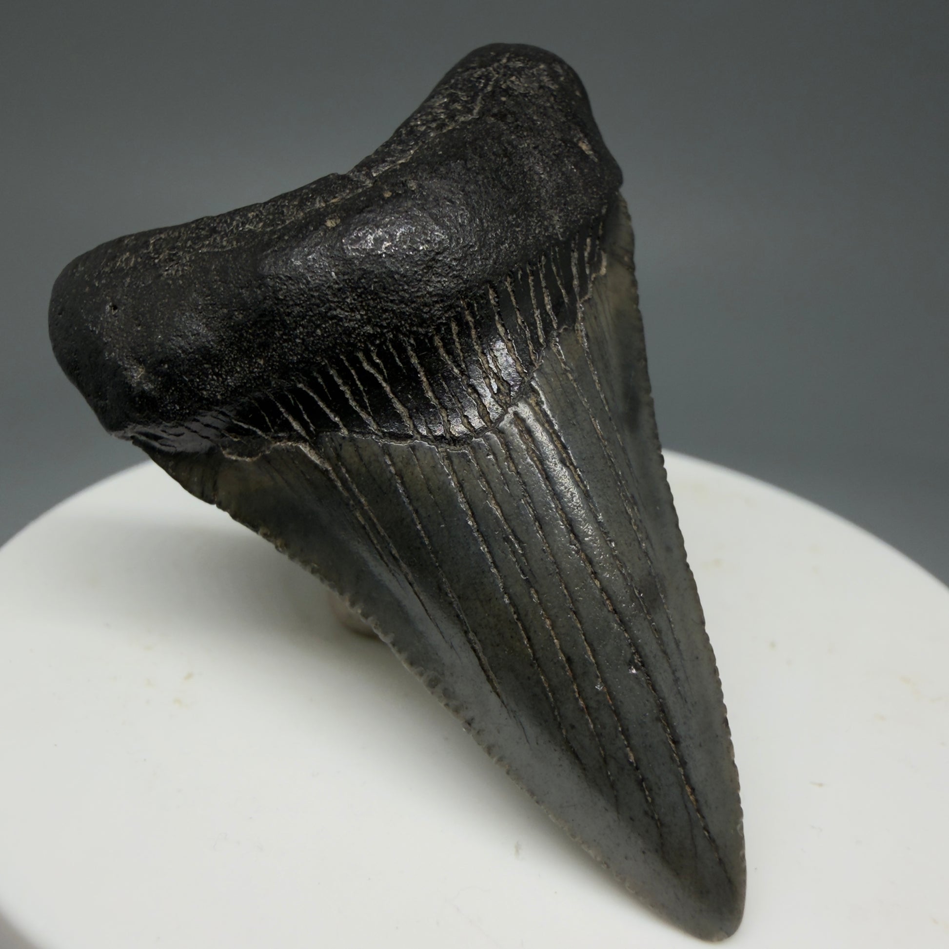 Front Left View 1.99" Colorful Fossil Megalodon Tooth – South Carolina River Find | Authentic Megalodon Tooth CM5797