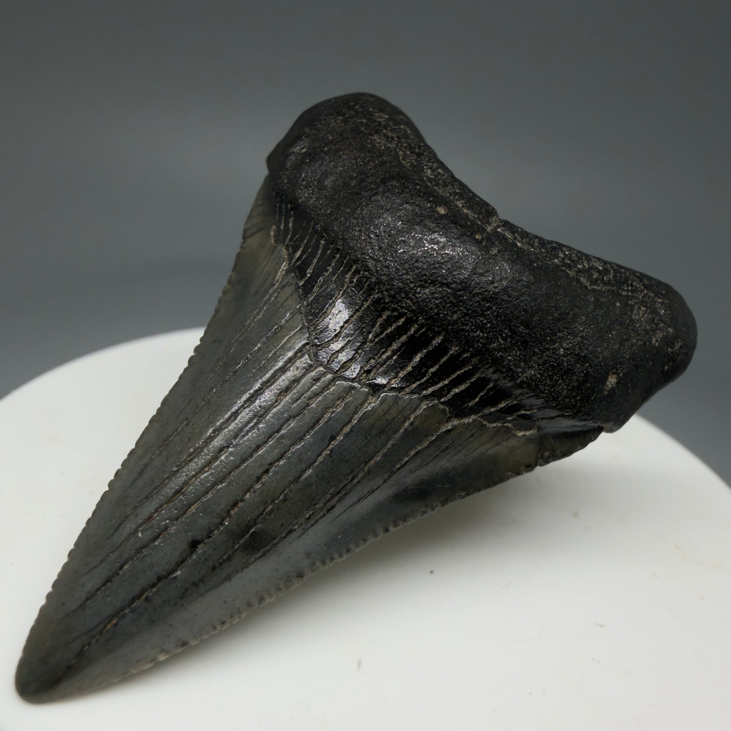 Front Right View 1.99" Colorful Fossil Megalodon Tooth – South Carolina River Find | Authentic Megalodon Tooth CM5797