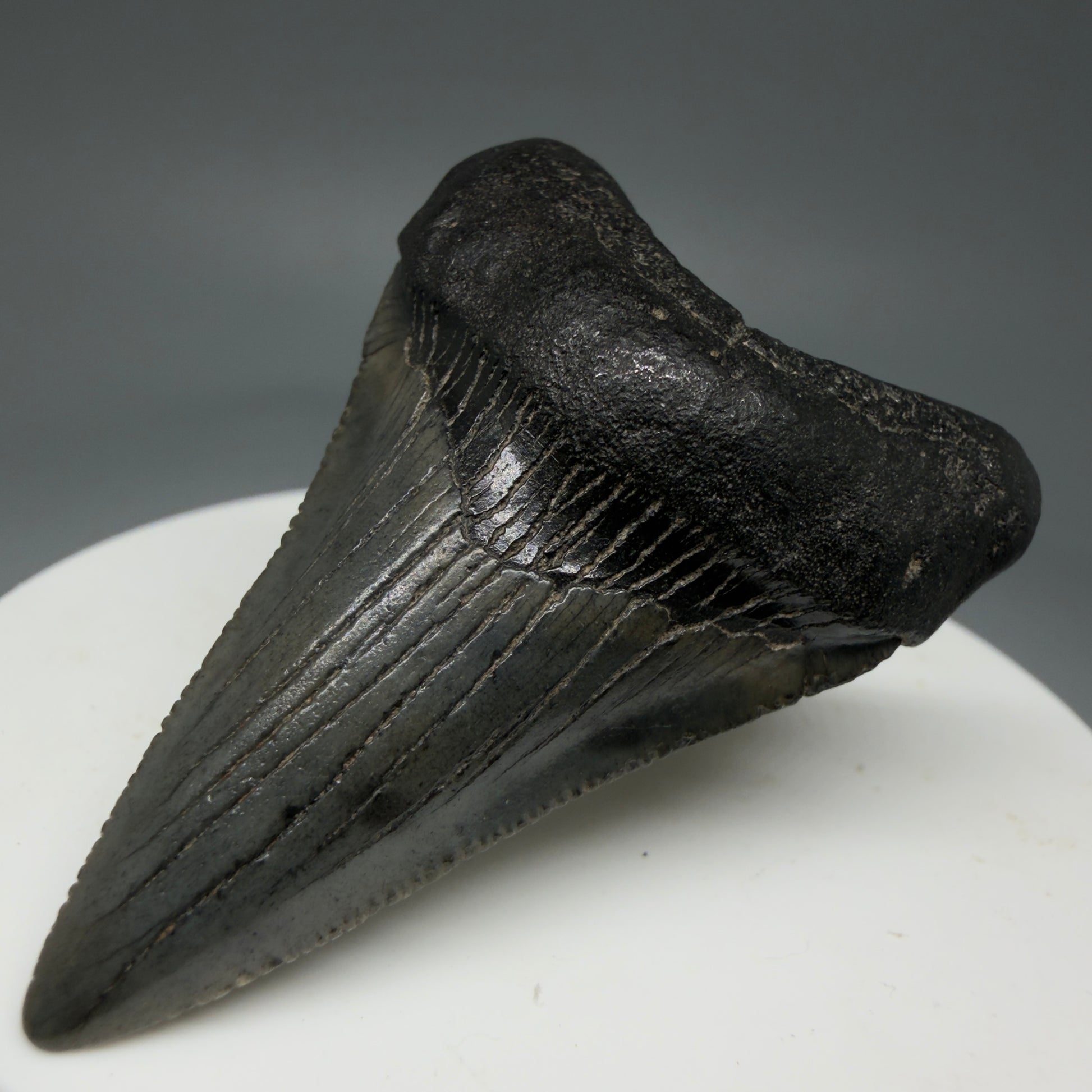 Front Right View 1.99" Colorful Fossil Megalodon Tooth – South Carolina River Find | Authentic Megalodon Tooth CM5797