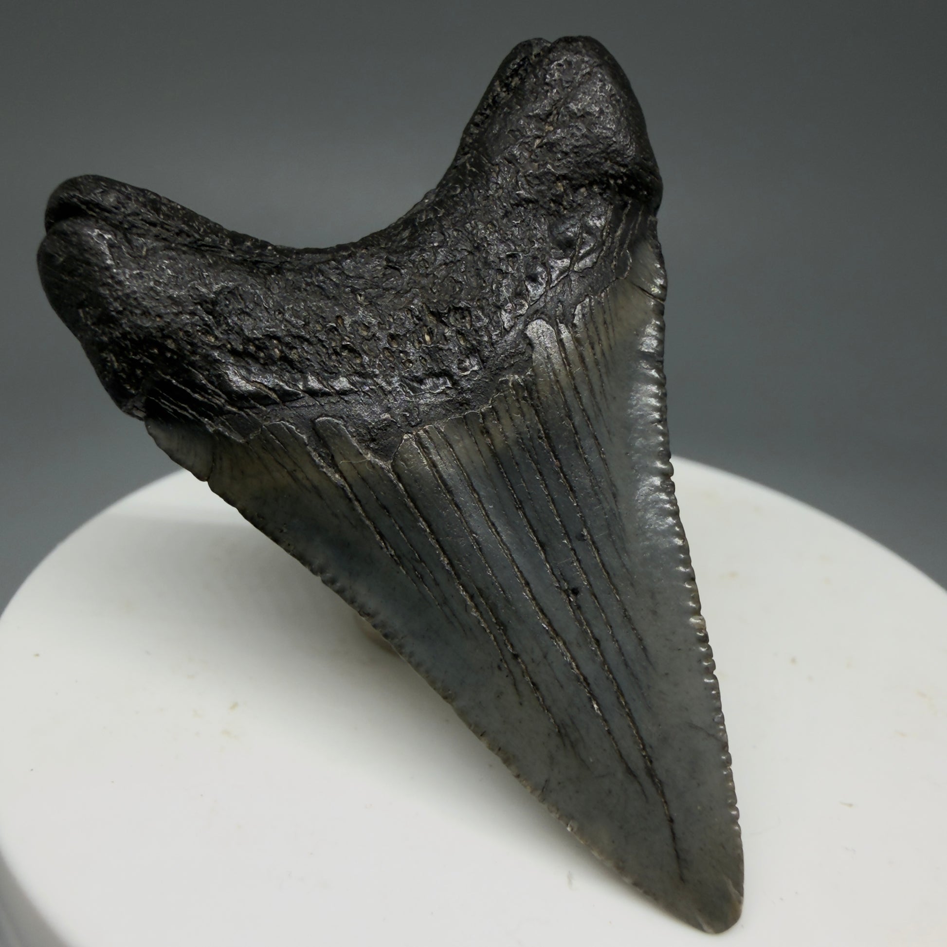 Back Left View 1.99" Colorful Fossil Megalodon Tooth – South Carolina River Find | Authentic Megalodon Tooth CM5797