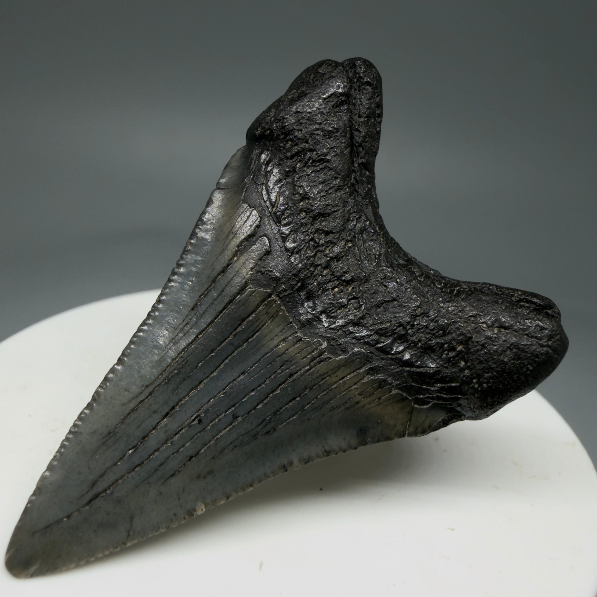 Back Right View 1.99" Colorful Fossil Megalodon Tooth – South Carolina River Find | Authentic Megalodon Tooth CM5797