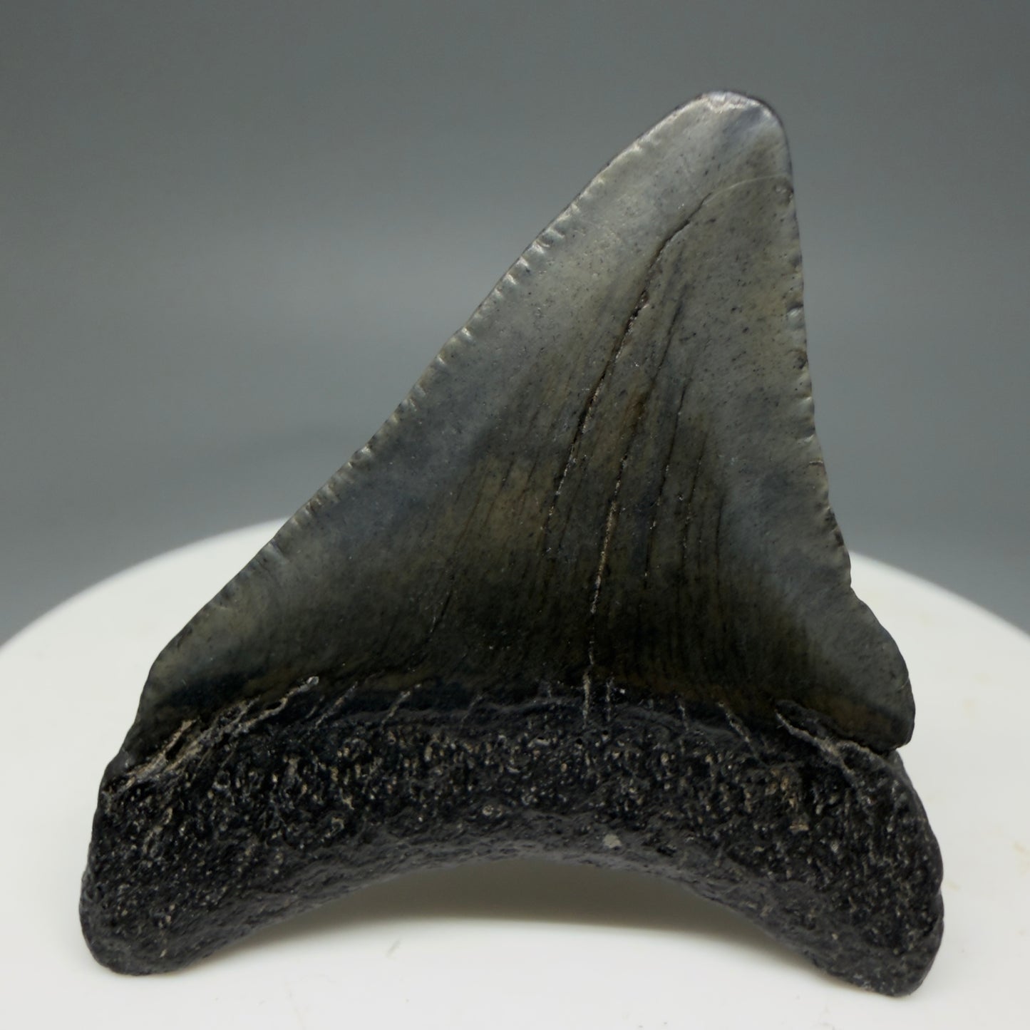 Back View 1.64" Colorful Fossil Megalodon Tooth – South Carolina River Find | Authentic Megalodon Tooth CM5796