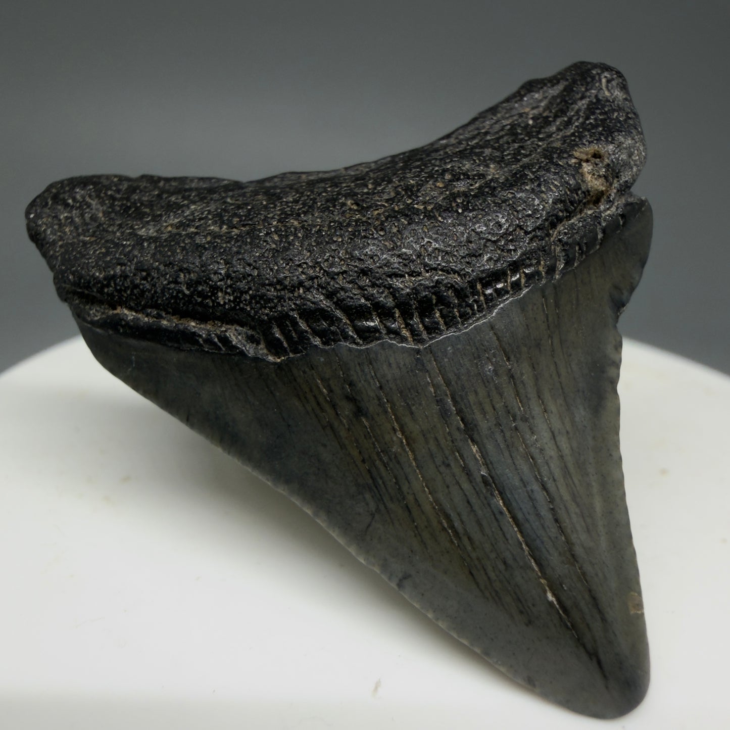 Front Left View 1.64" Colorful Fossil Megalodon Tooth – South Carolina River Find | Authentic Megalodon Tooth CM5796
