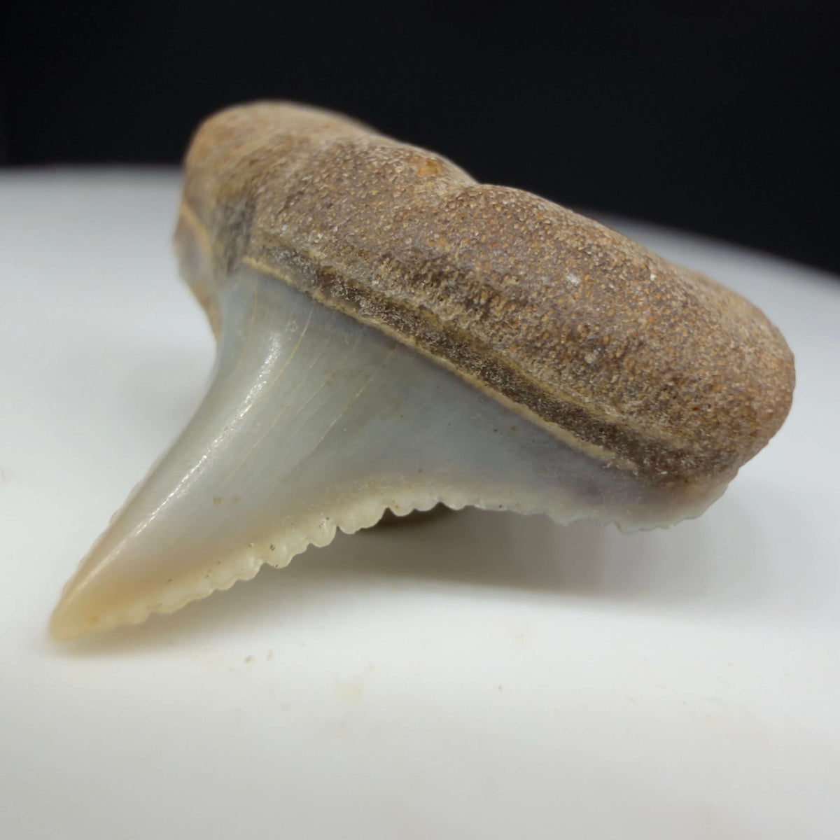 Front Right View Lower posterior 0.67" wide Fossil Great White Tooth from the deserts of Peru megalodonteeth.com GW1369