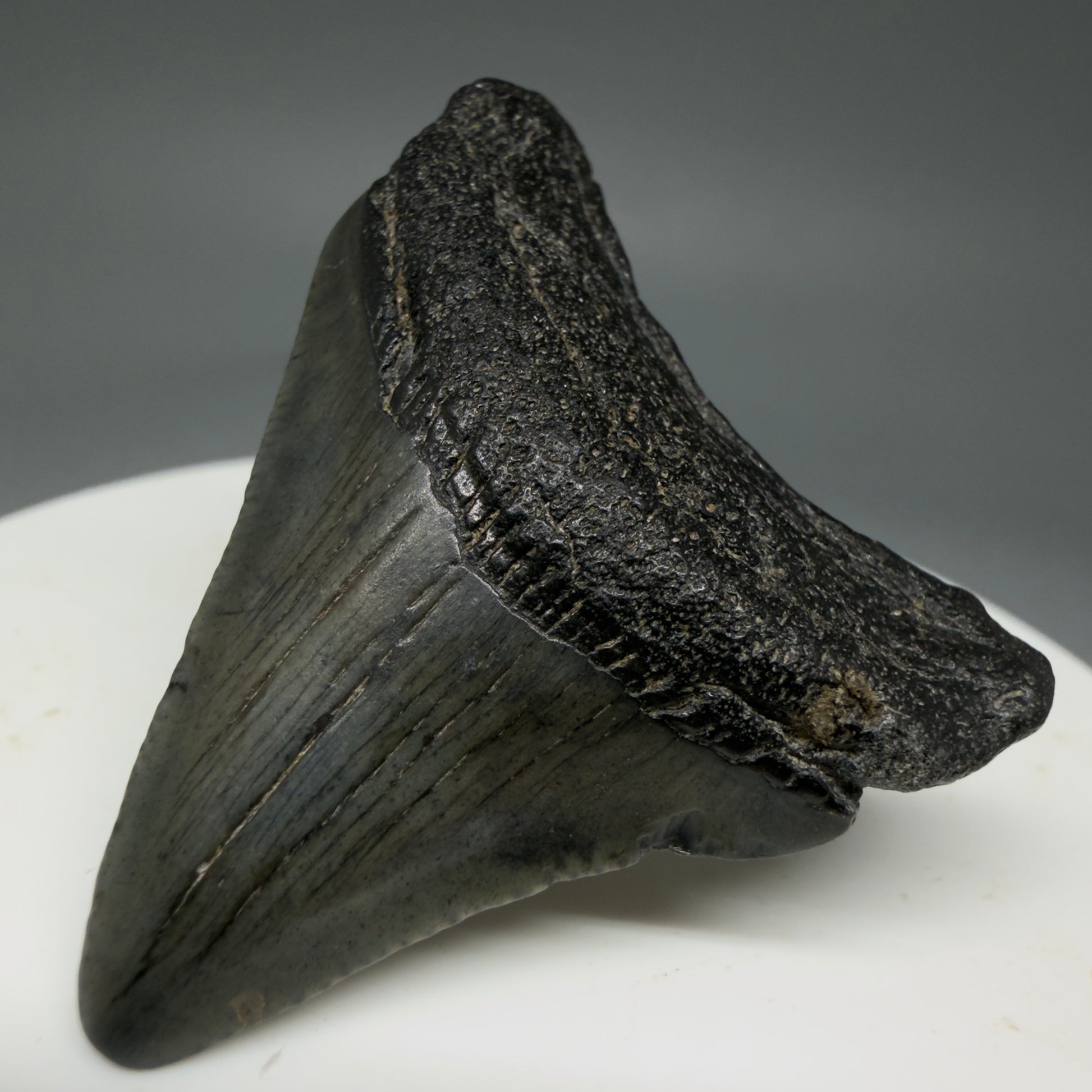 Front Right View 1.64" Colorful Fossil Megalodon Tooth – South Carolina River Find | Authentic Megalodon Tooth CM5796