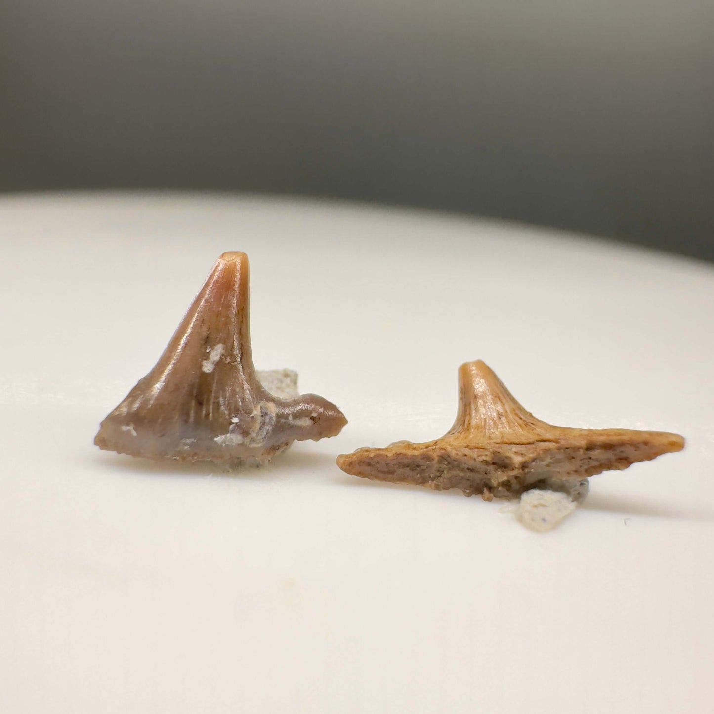 Hybodus basanus - Extinct Hybodont Shark - Kazakhstan