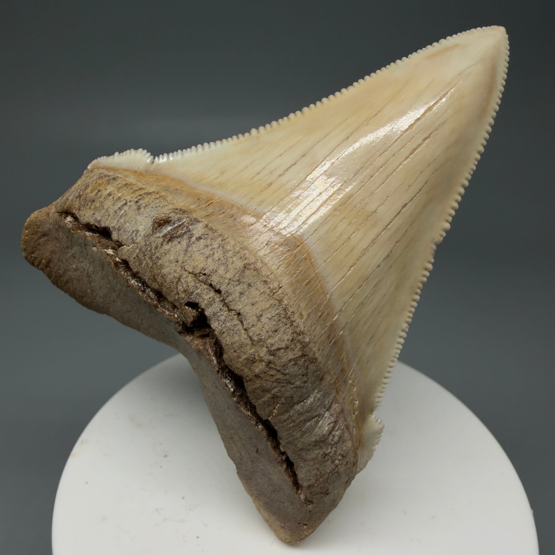 Front View 2.94" Fossil Carcharocles angustidens Shark Tooth from Summerville, South Carolina AN489 - 1