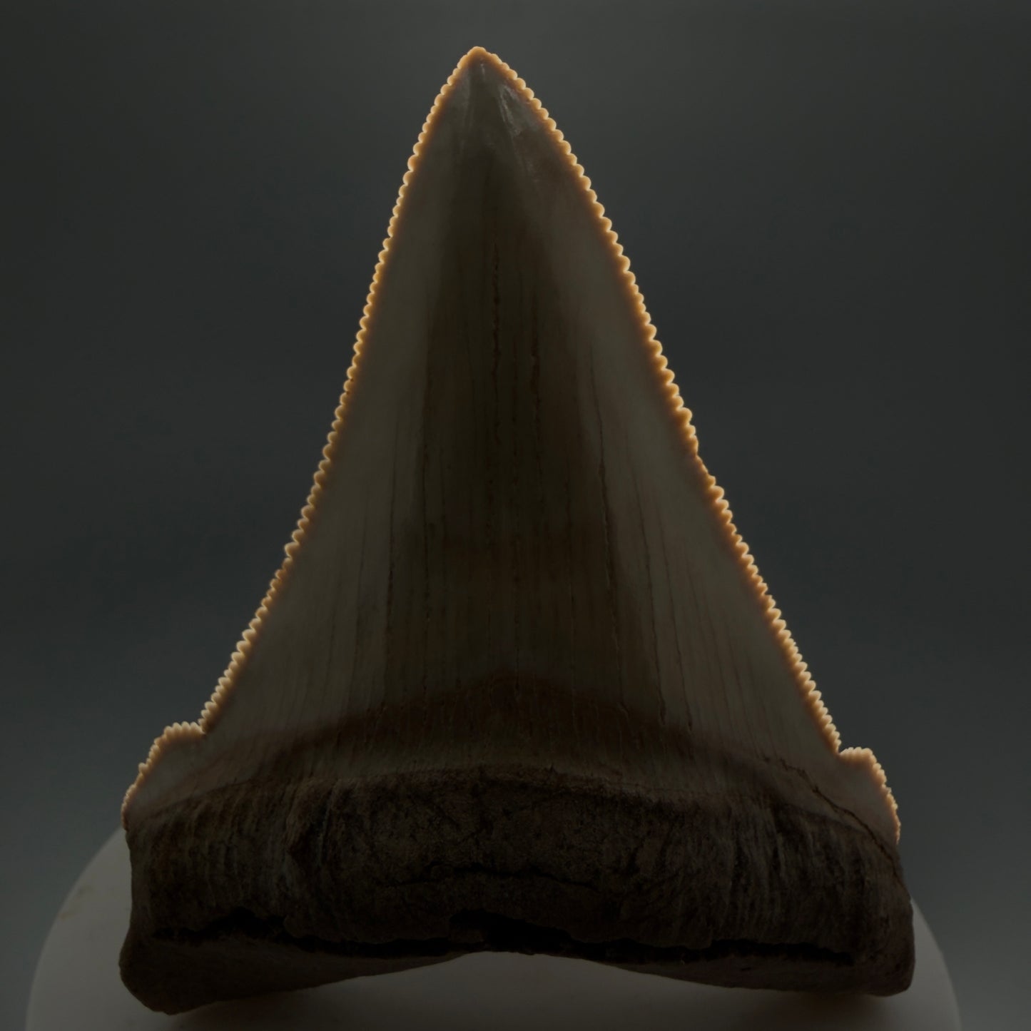 Front View 2.94" Fossil Carcharocles angustidens Shark Tooth from Summerville, South Carolina AN489 - 2