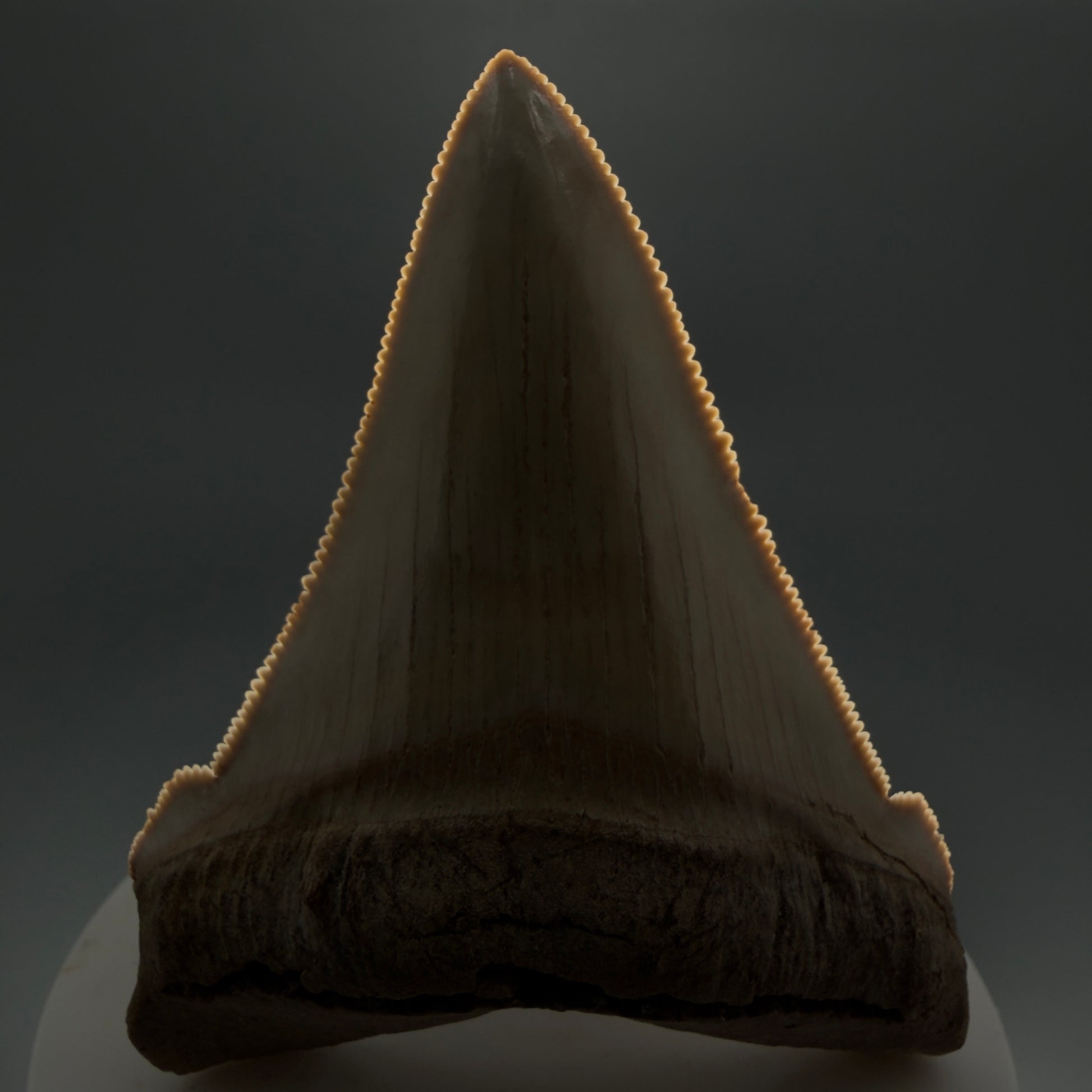 Front View 2.94" Fossil Carcharocles angustidens Shark Tooth from Summerville, South Carolina AN489 - 2