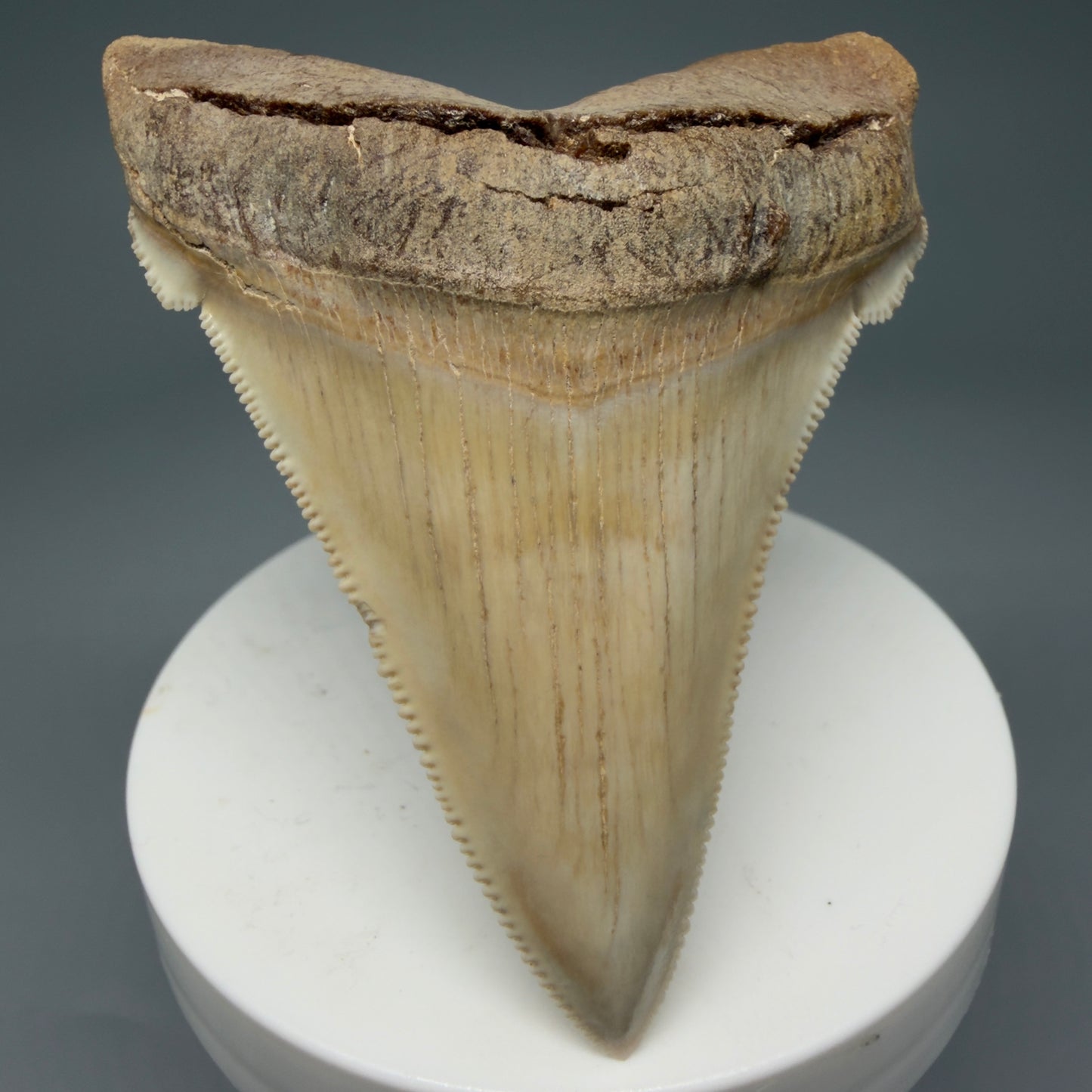 Front View 2.94" Fossil Carcharocles angustidens Shark Tooth from Summerville, South Carolina AN489 - 4