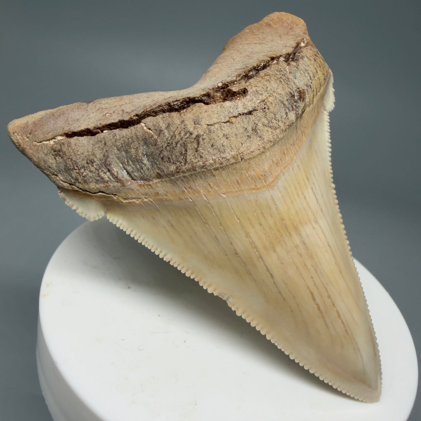Front Left View 2.94" Fossil Carcharocles angustidens Shark Tooth from Summerville, South Carolina AN489