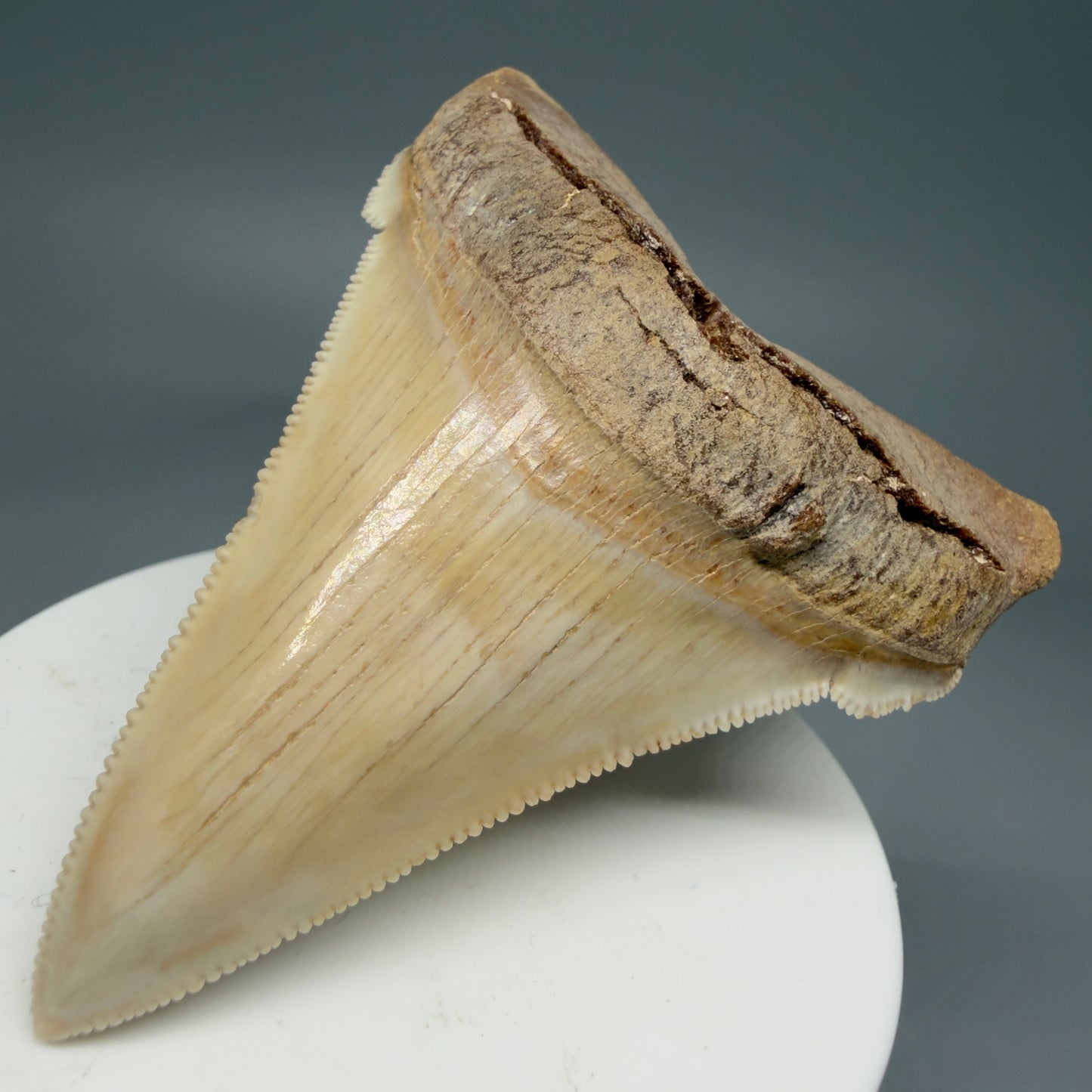 Front Right View 2.94" Fossil Carcharocles angustidens Shark Tooth from Summerville, South Carolina AN489