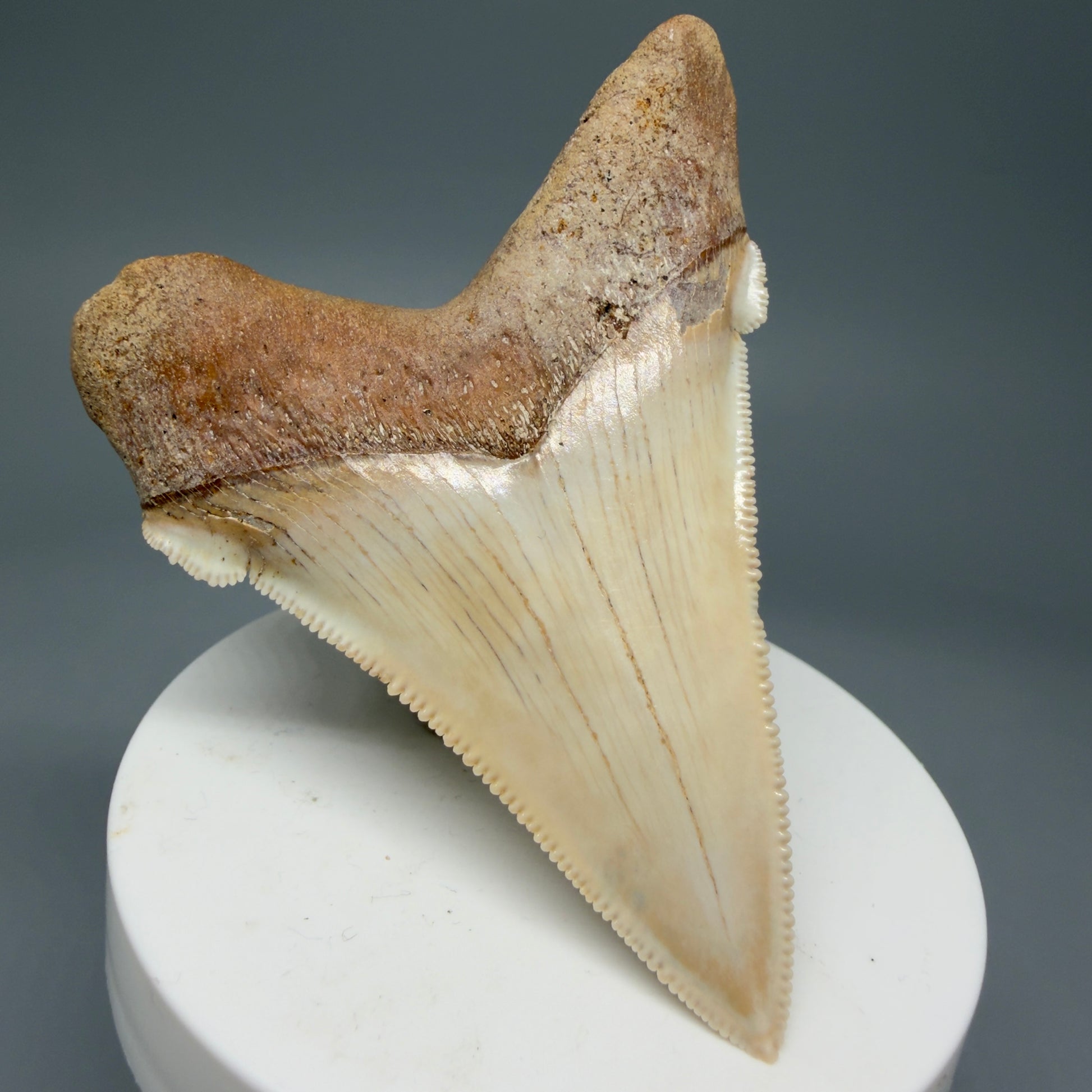 Back Left View 2.94" Fossil Carcharocles angustidens Shark Tooth from Summerville, South Carolina AN489