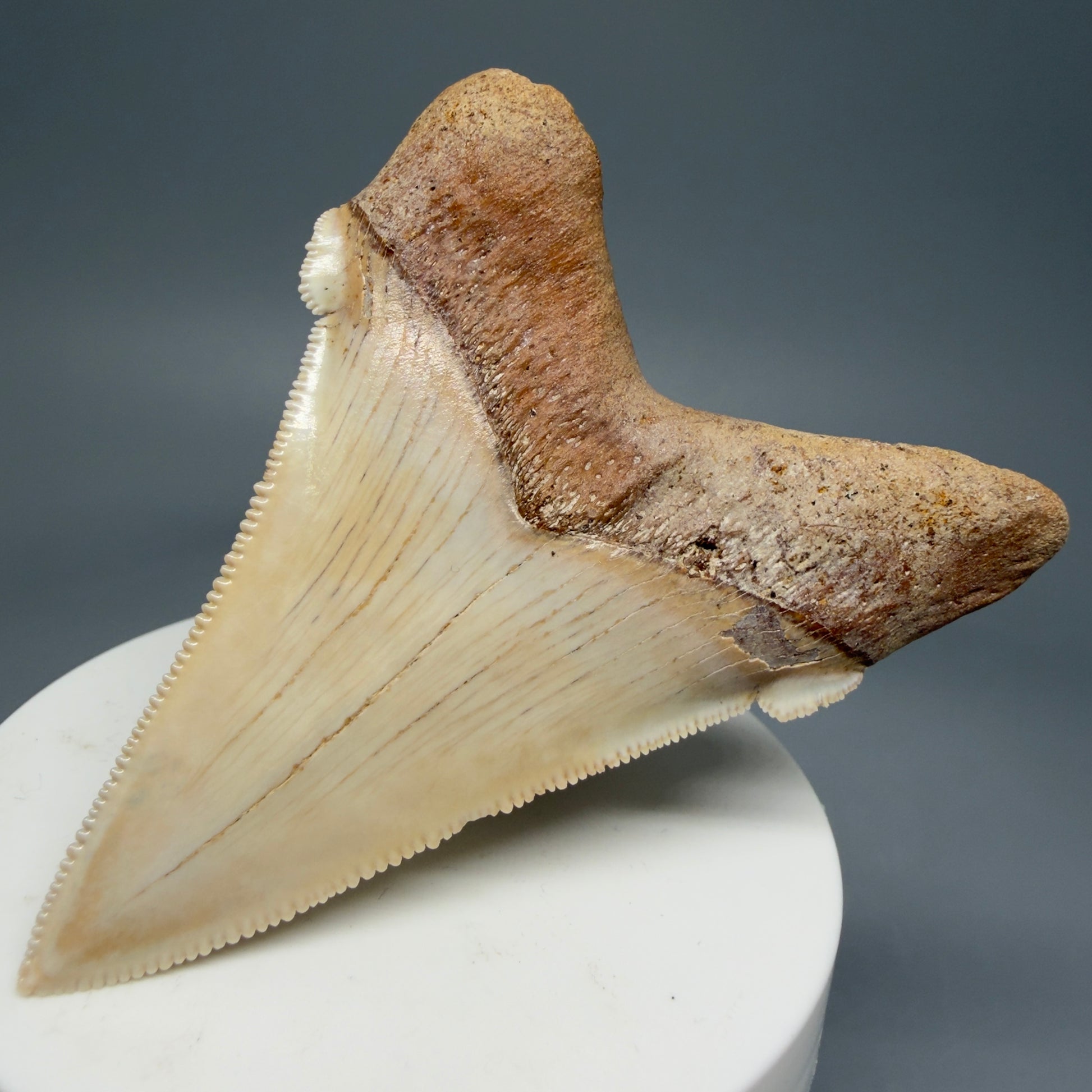 Back Right View 2.94" Fossil Carcharocles angustidens Shark Tooth from Summerville, South Carolina AN489